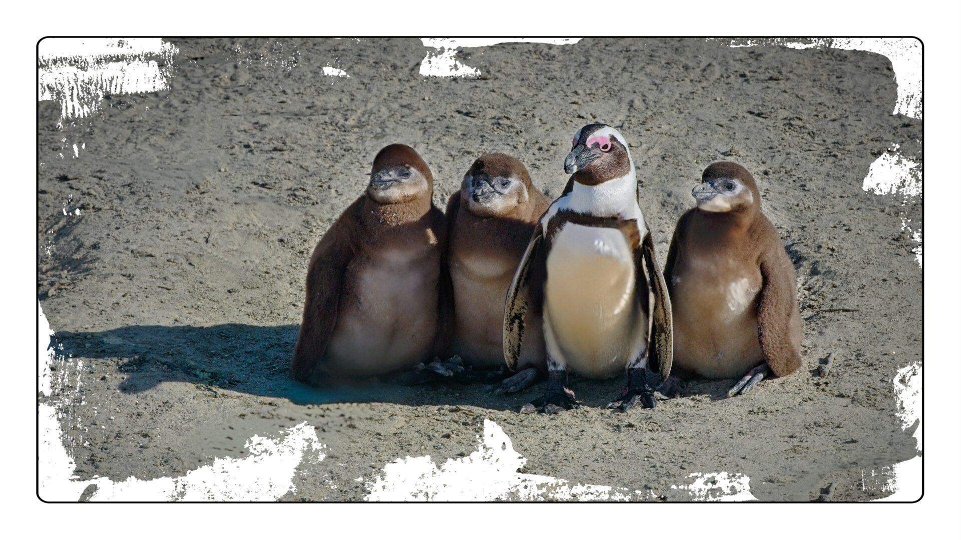 Penguin colony, Cape Town, South Africa