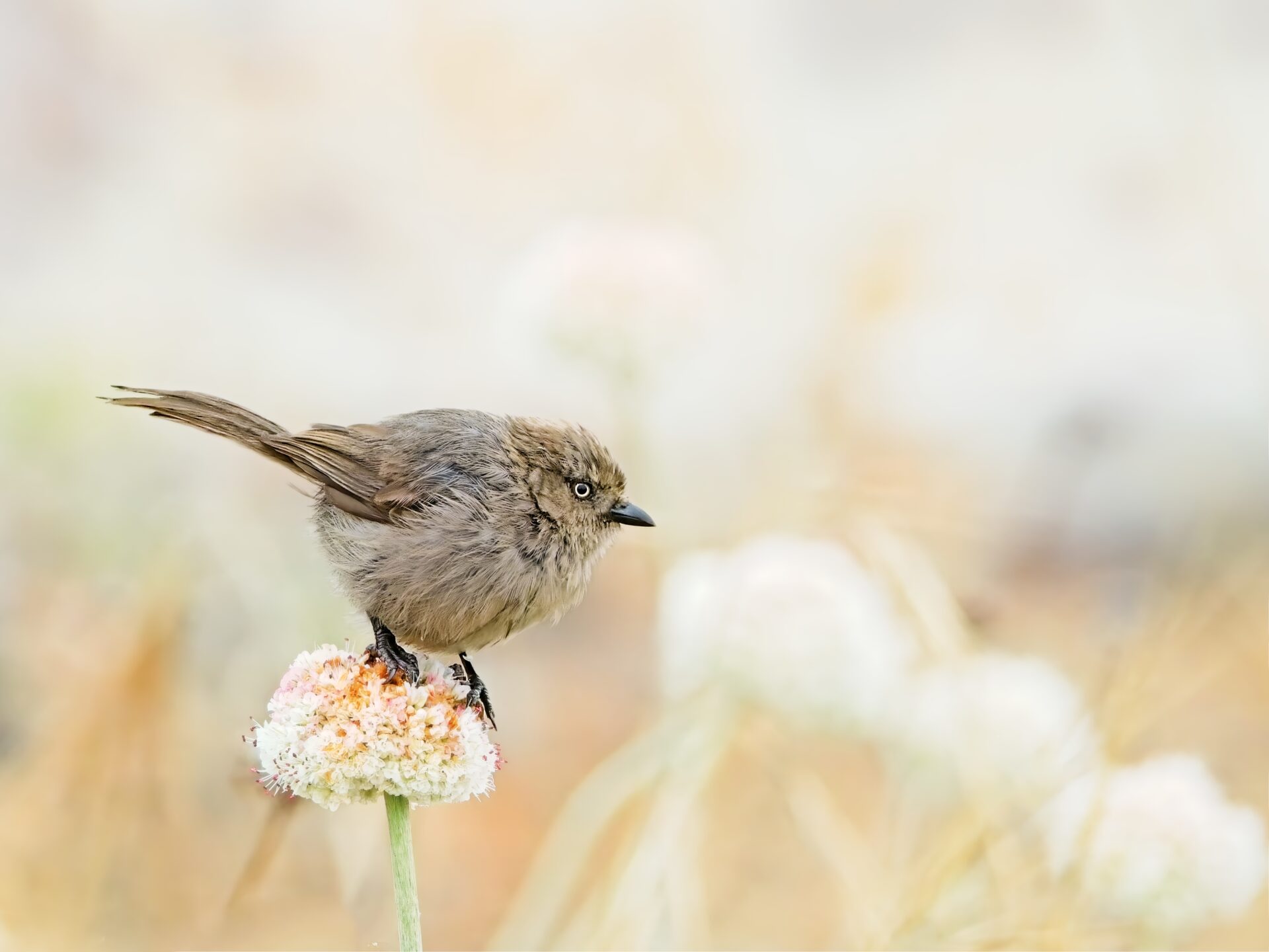 Light as a Feather