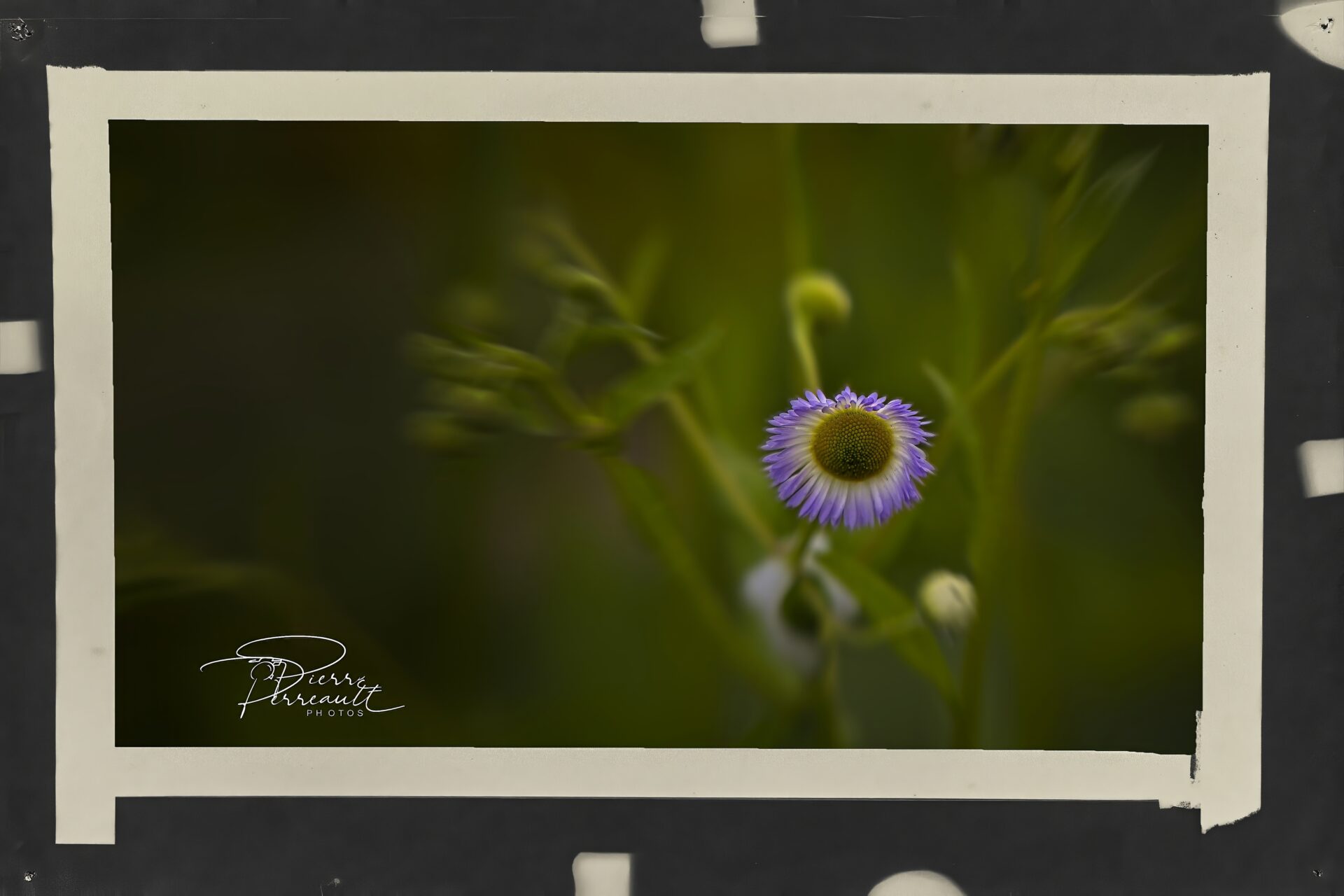 Little flower on the road