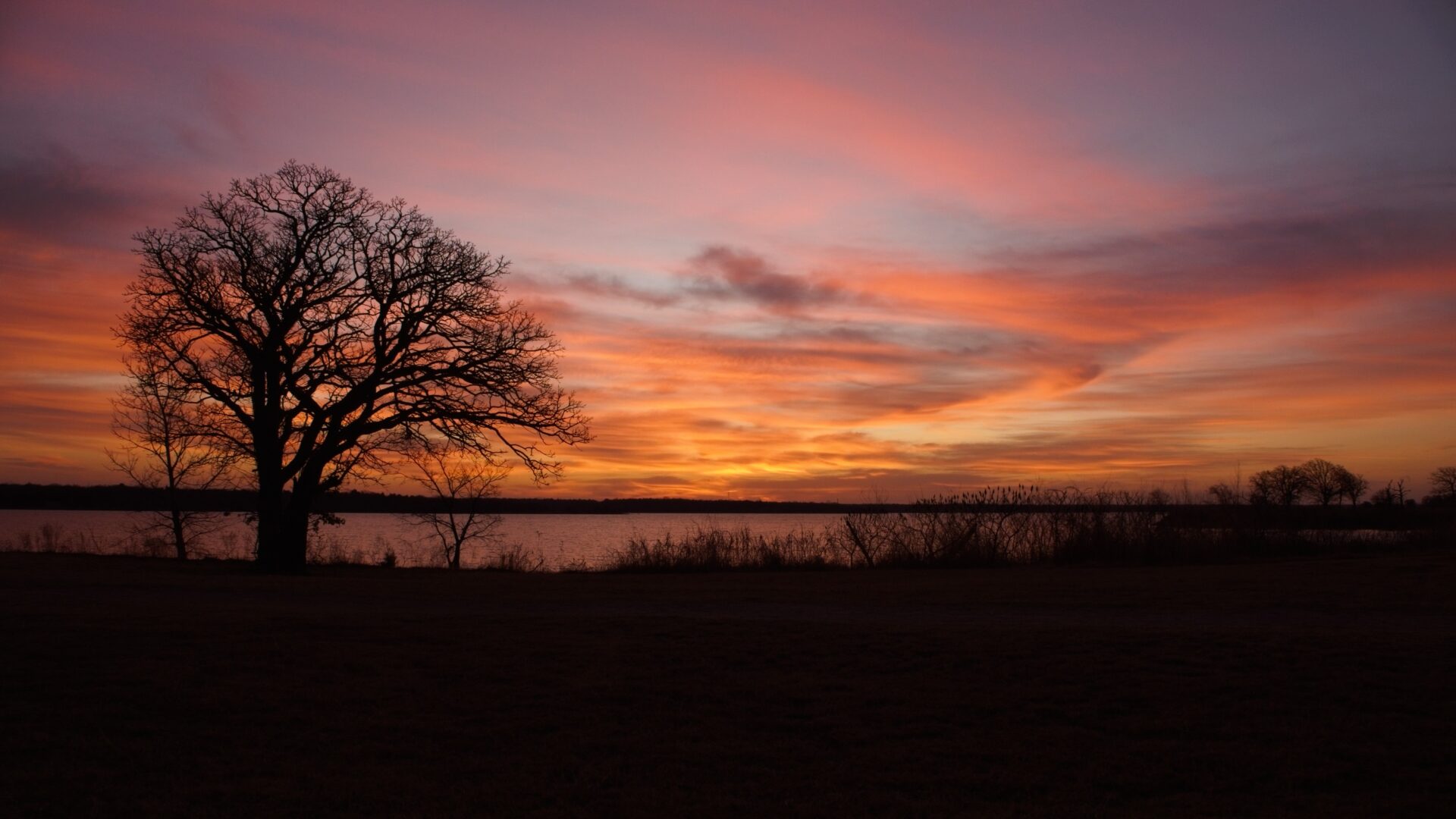 Old Tree, New Day