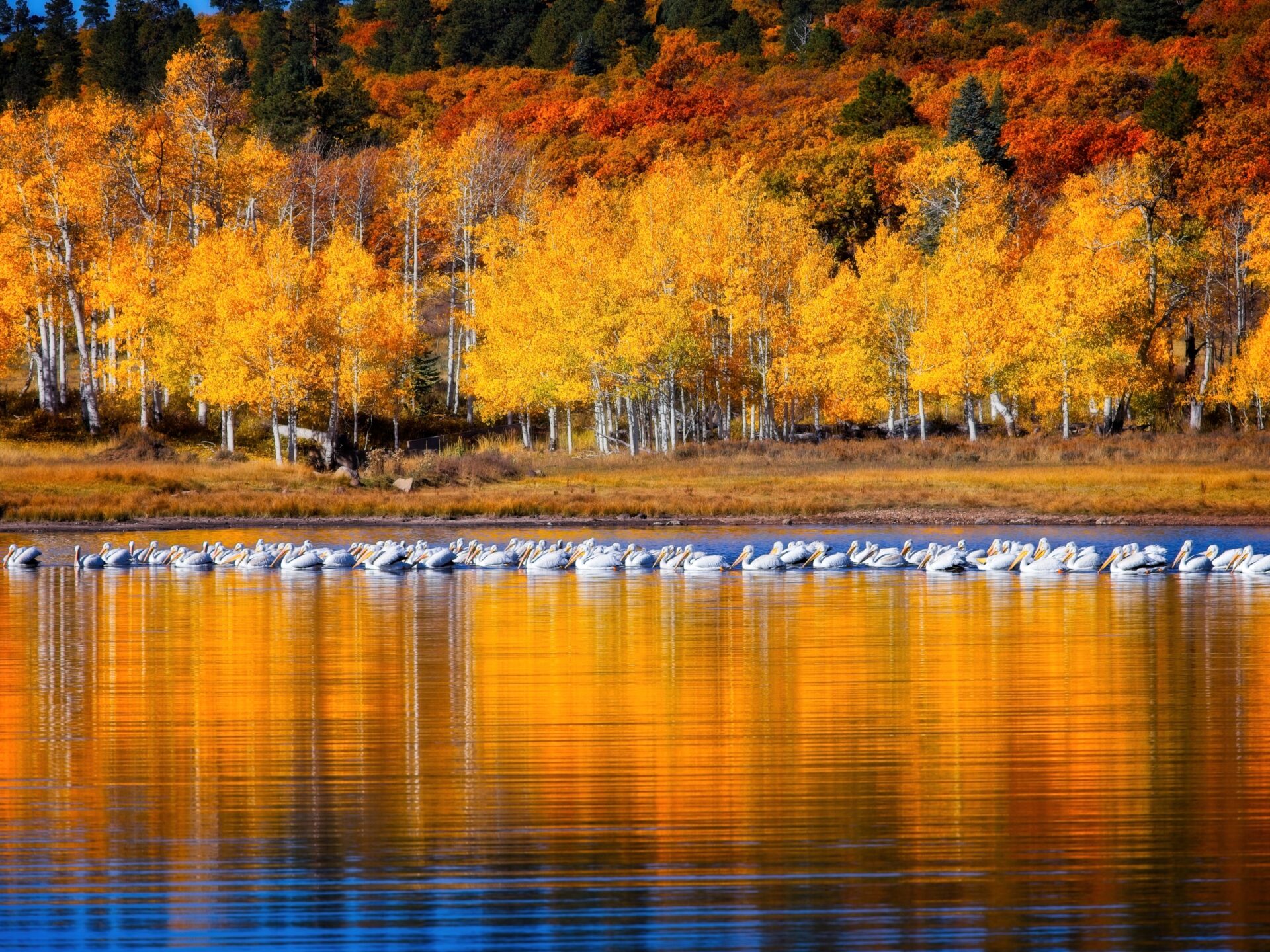 A Plethora of Pelicans
