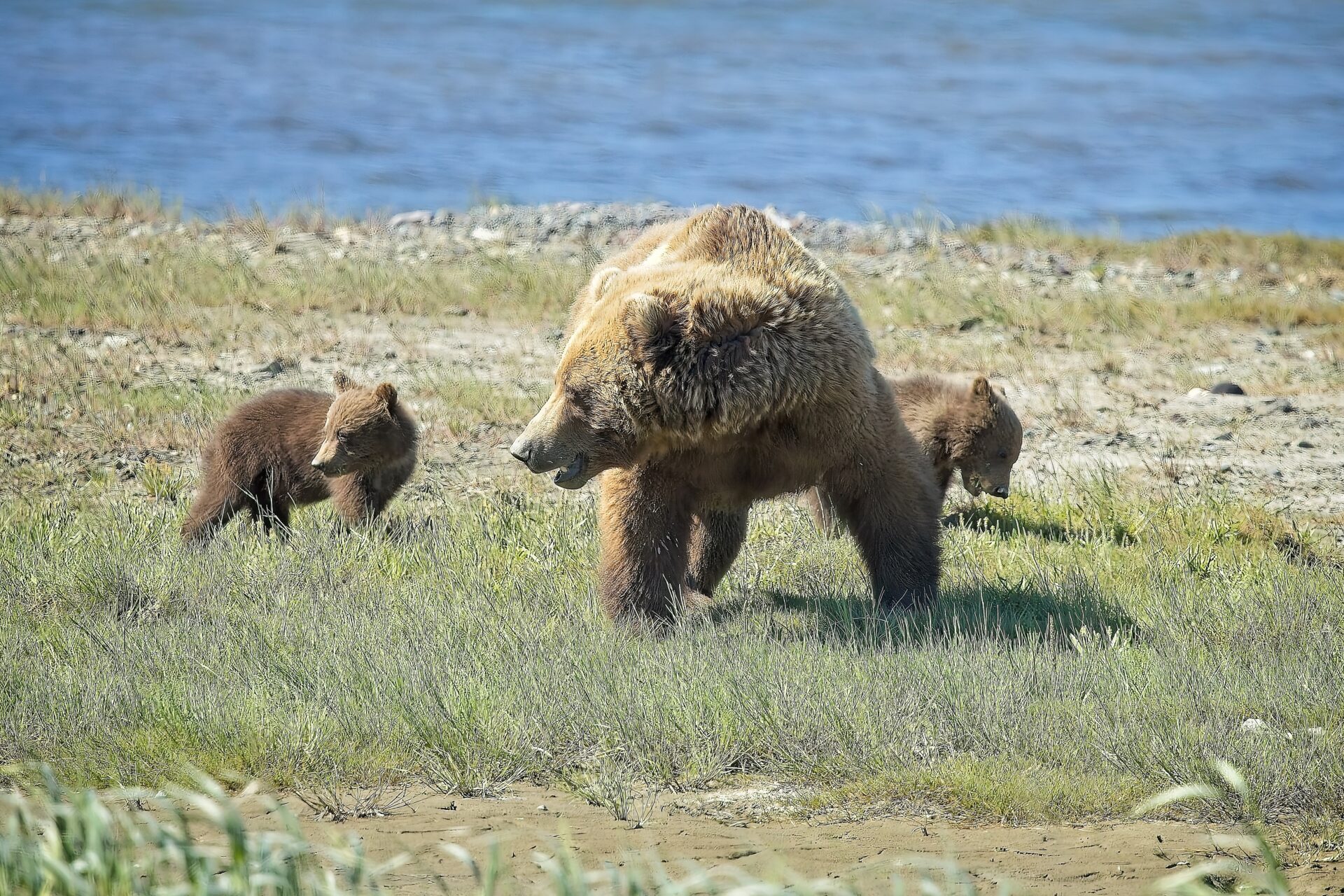 Brown Bear with cubs
