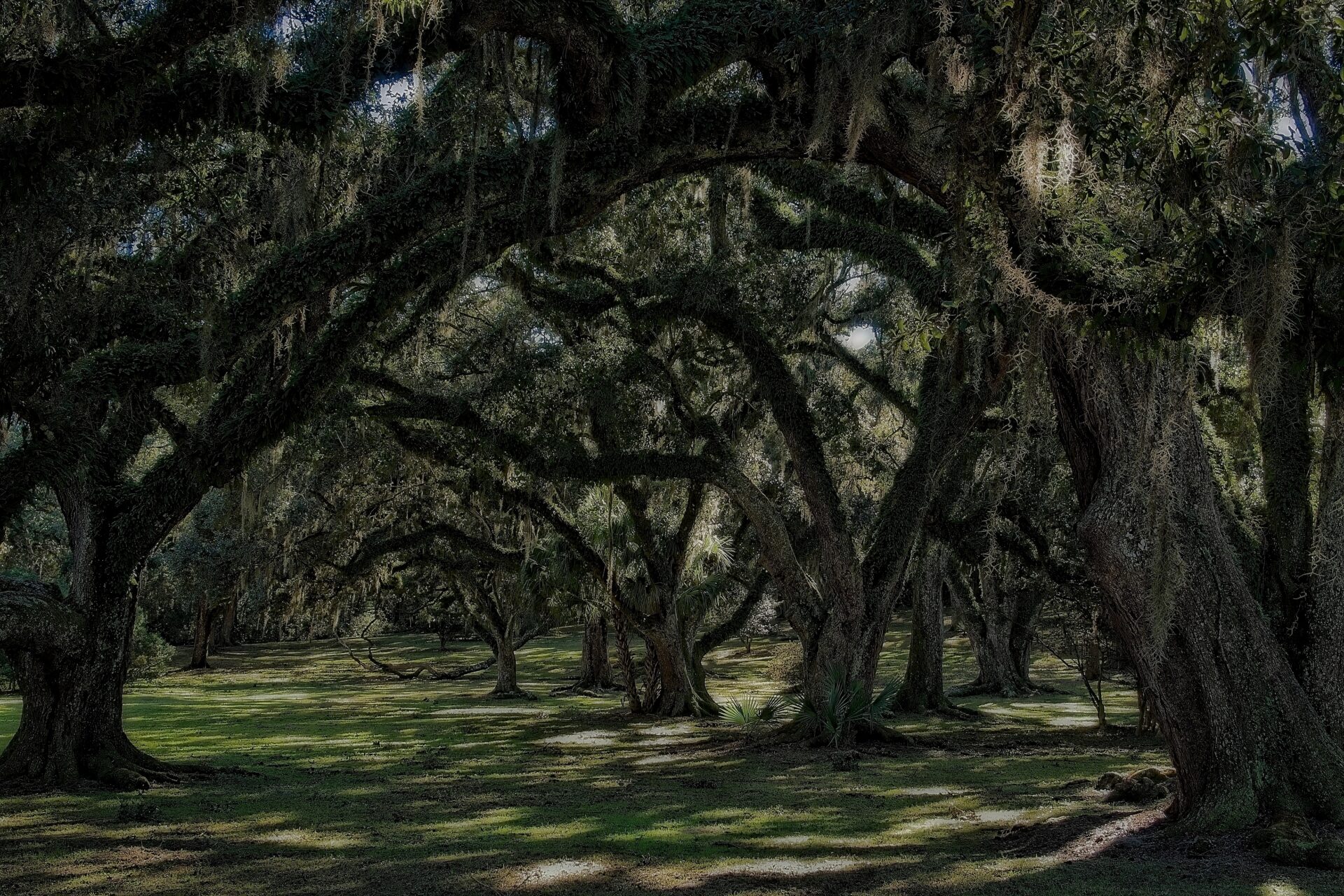 Avery Island, LA