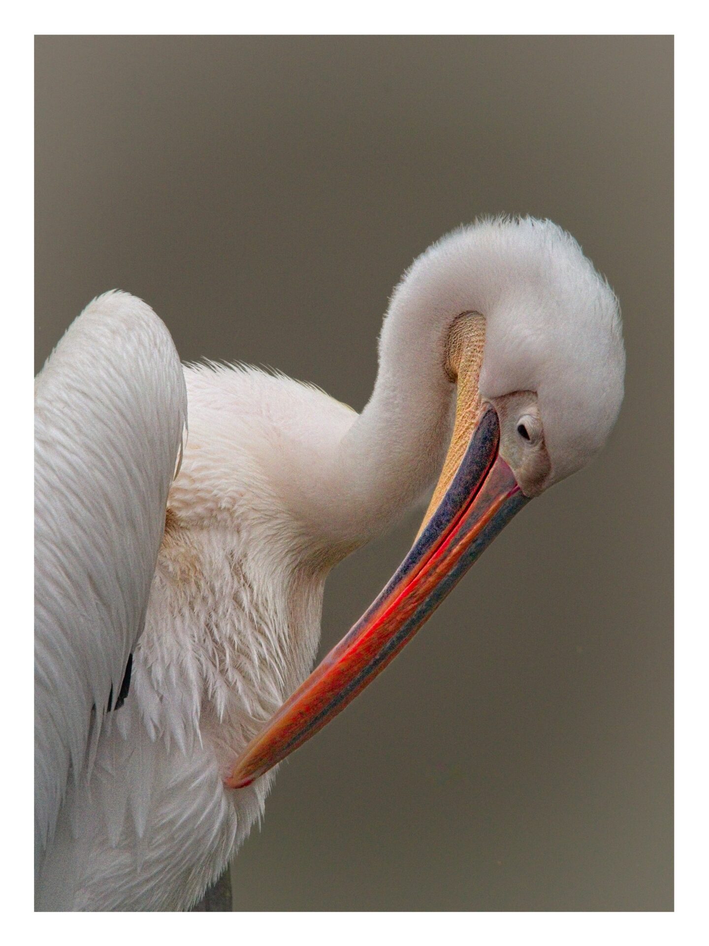 Pelican