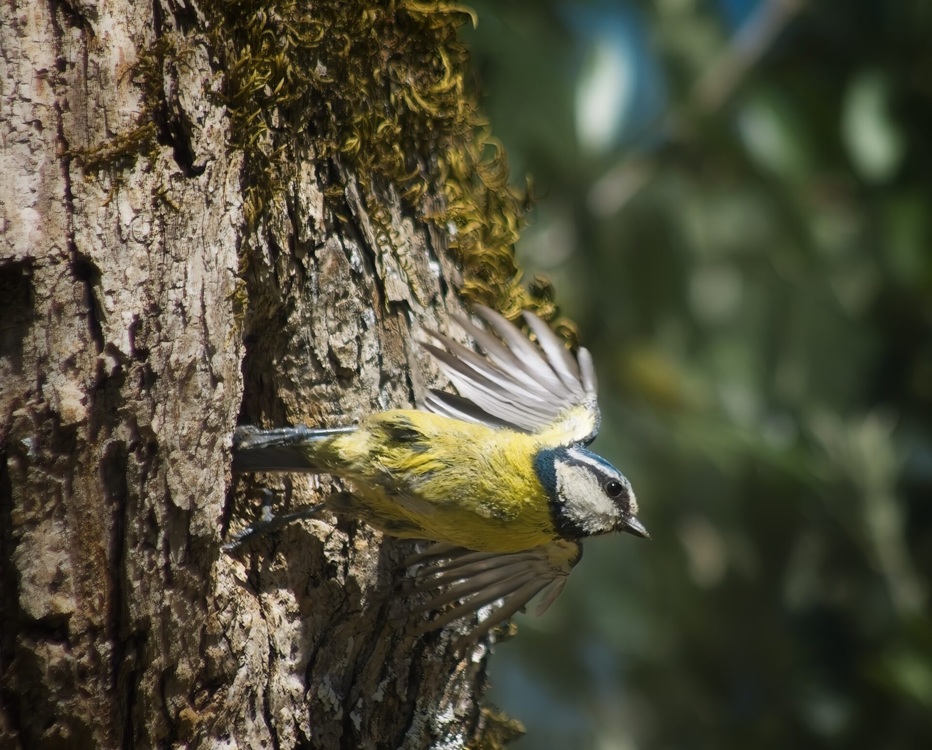 Blue Tit Leaving their Nest