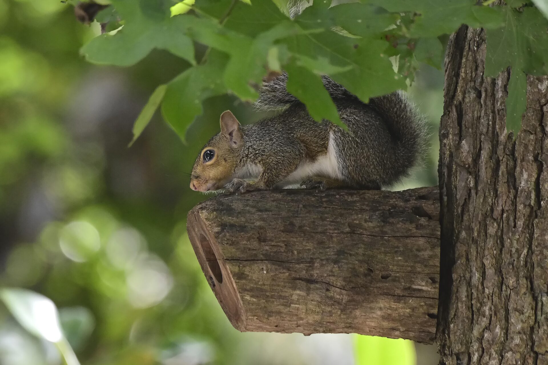 Baby Squirrel Resting On Log