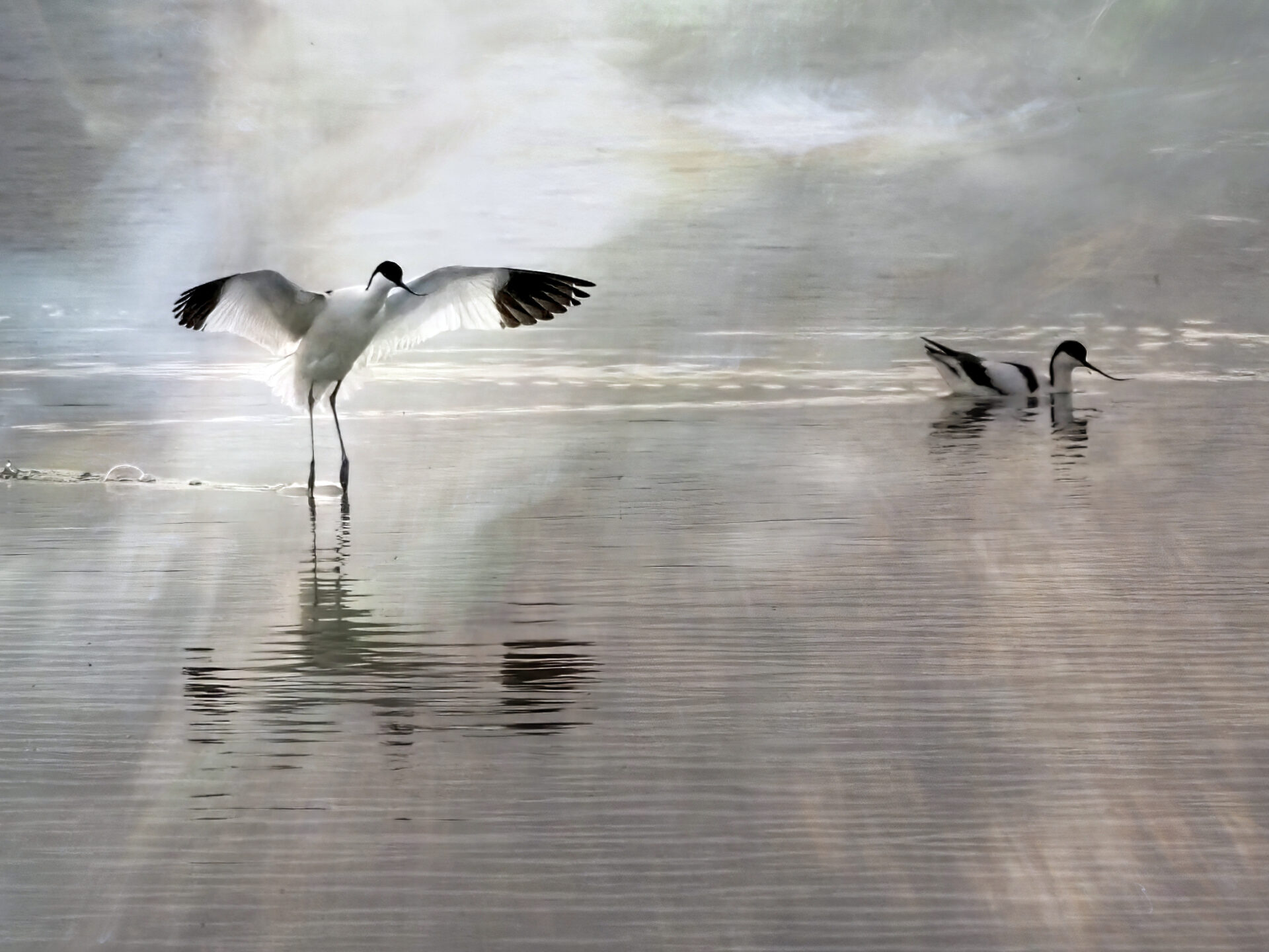 Ballet on the Lagoon