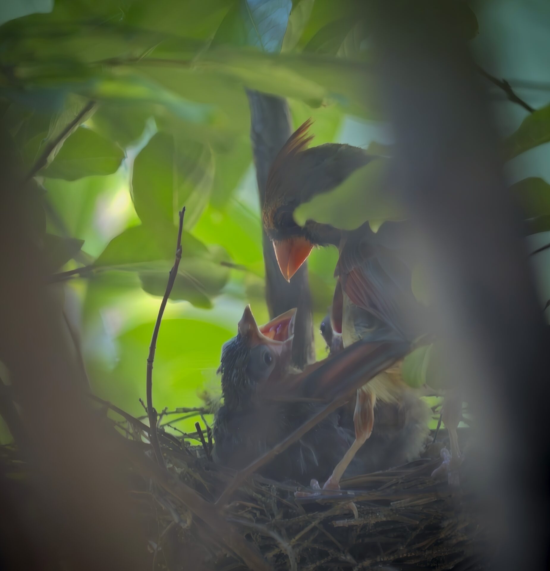 Mother Cardinal with Babies
