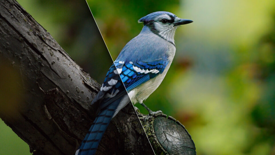 Blue jay before and after noise removal with NoNoise AI in ON1 Photo RAW