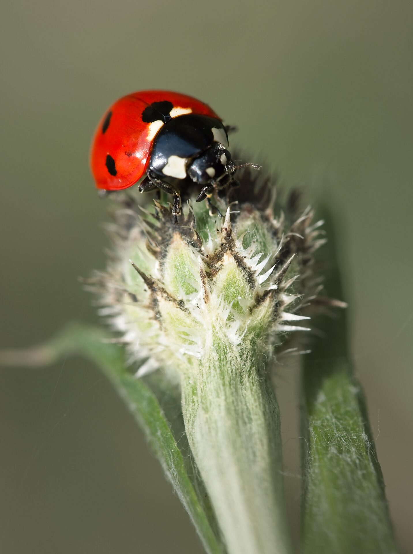 Ladybug