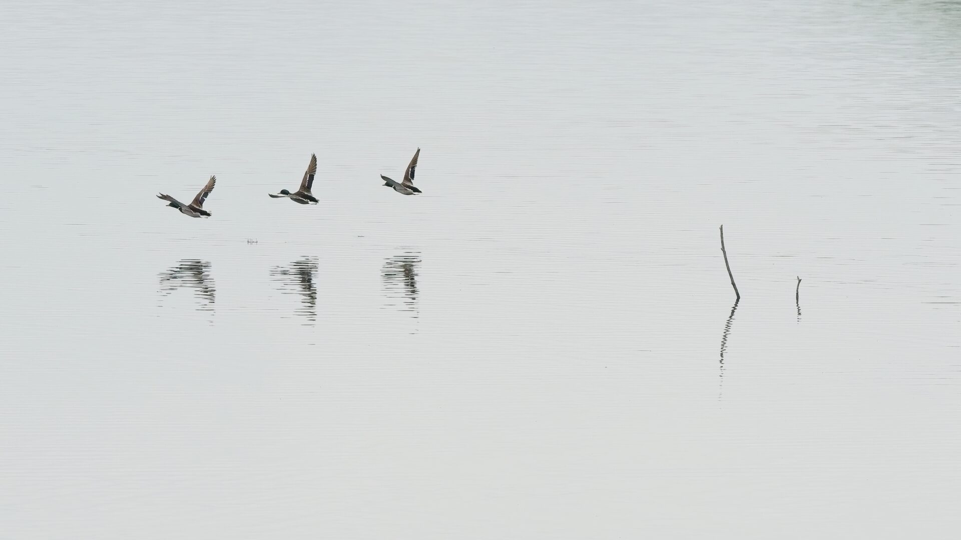 Peace on the lake