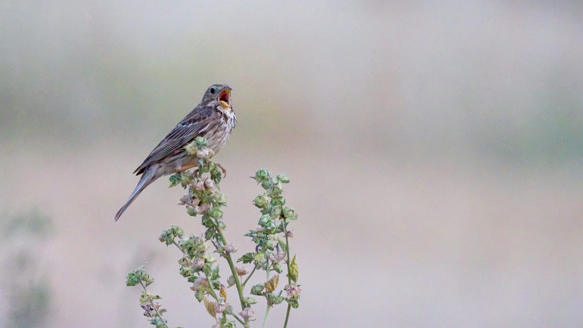 Emberiza calandra