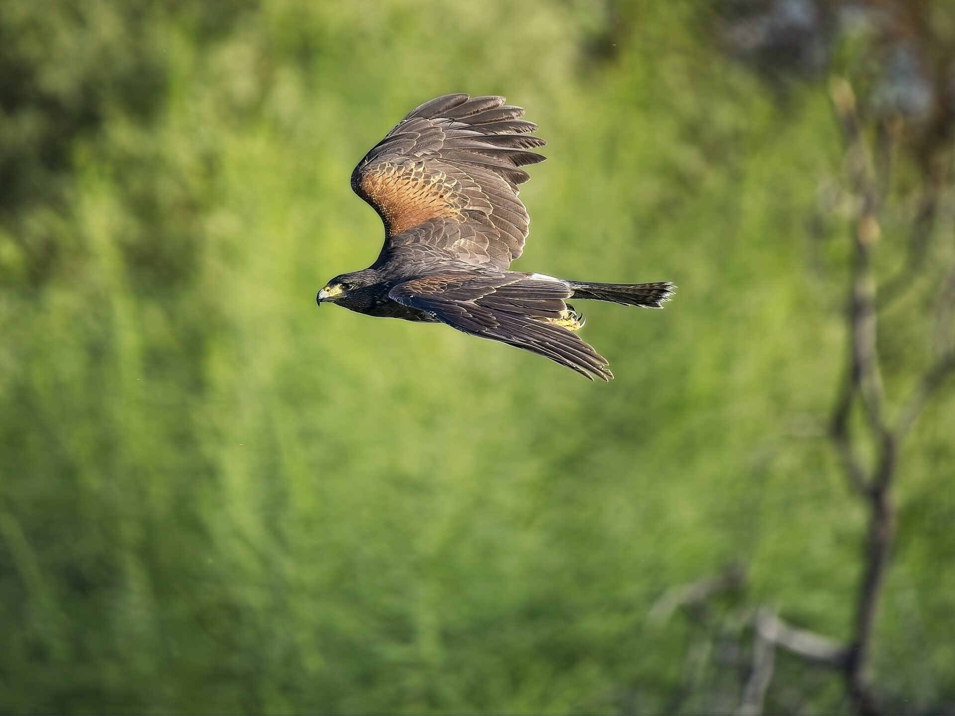 BIF the Hawk