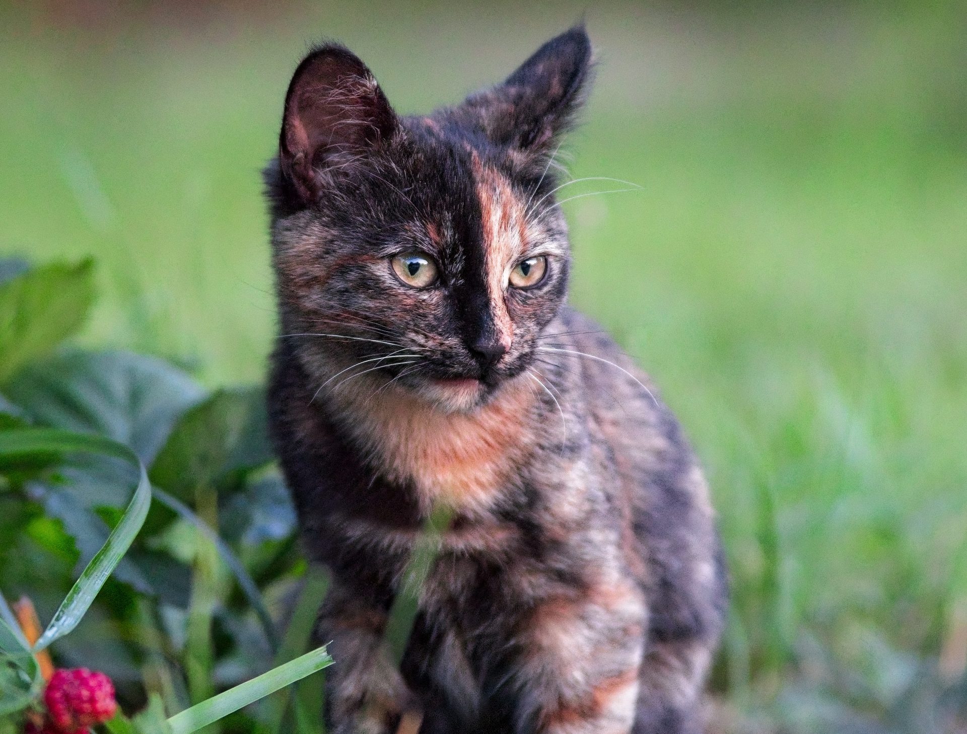The cat “Kicia”