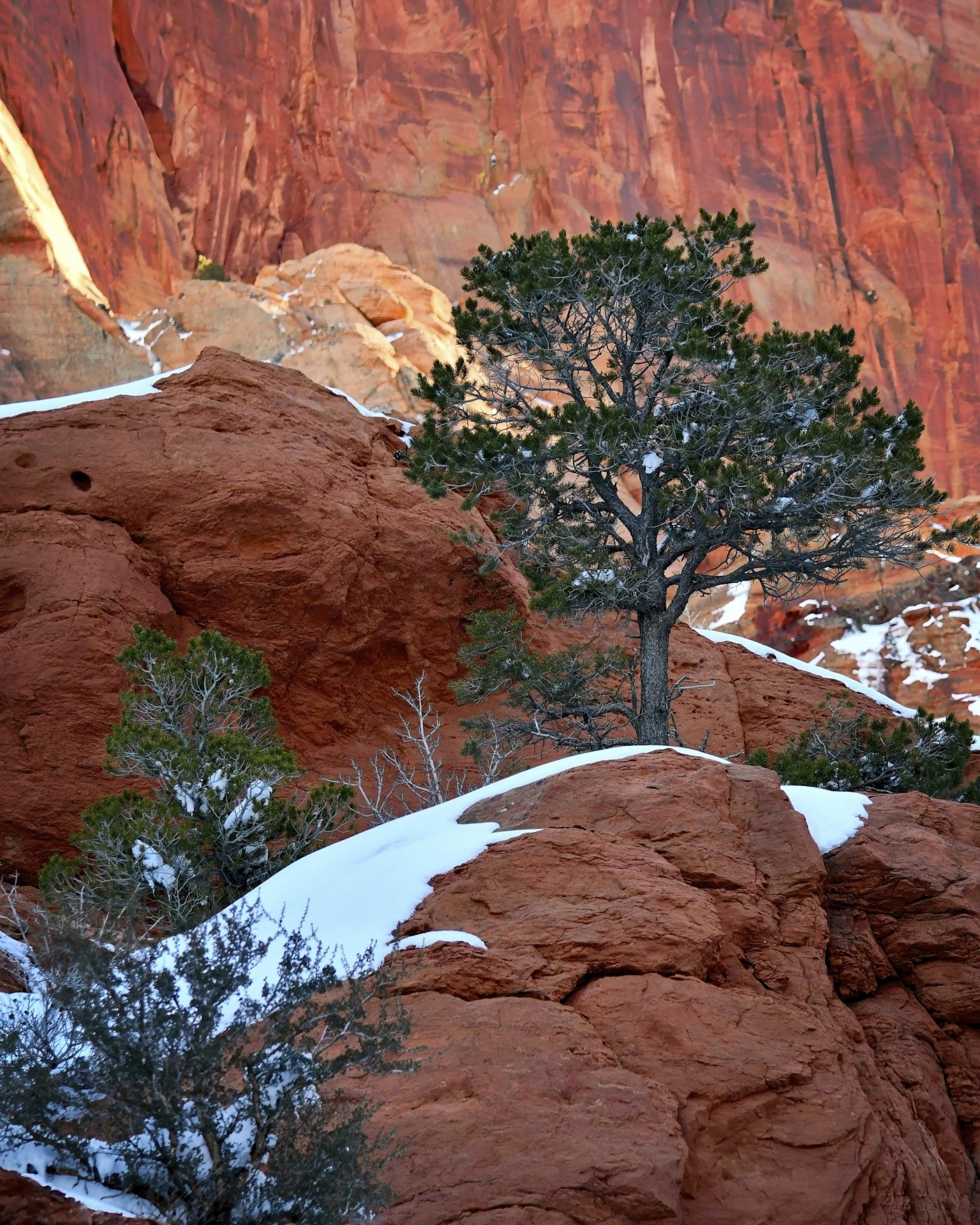 A Canyon Tree in Winter