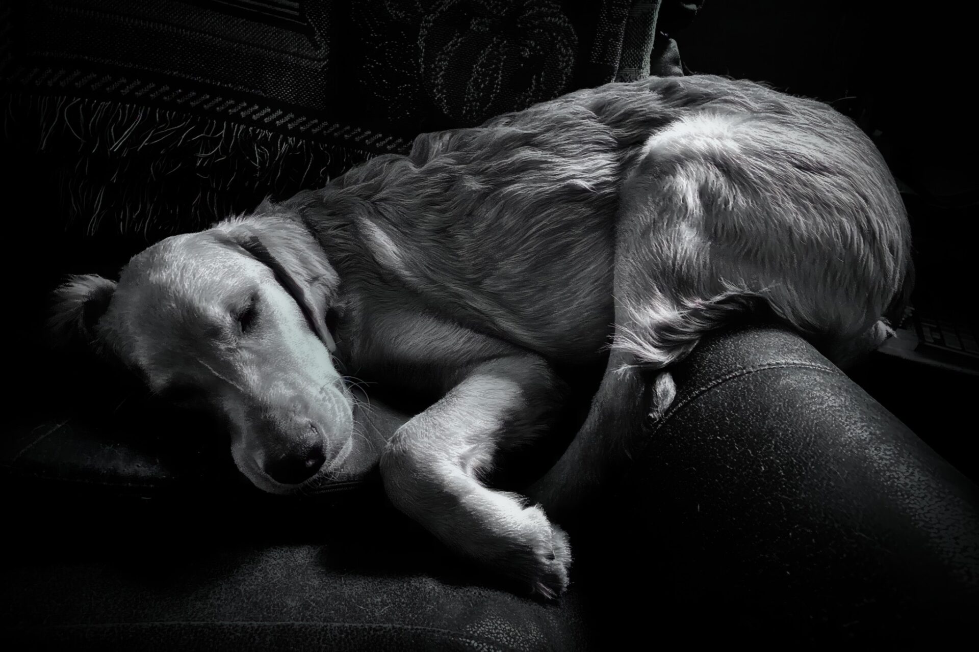 Dog Nap