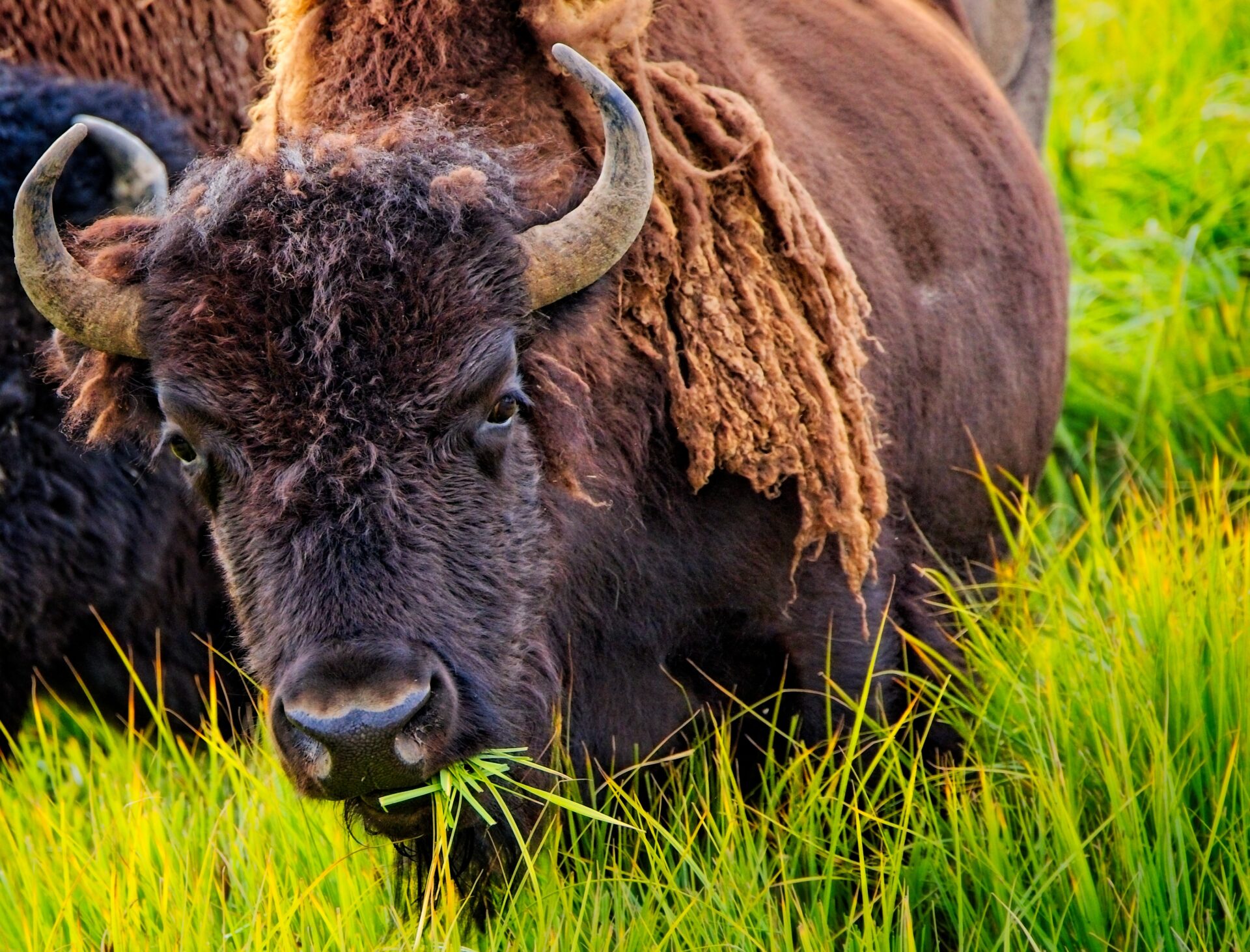 Buffalo Breakfast