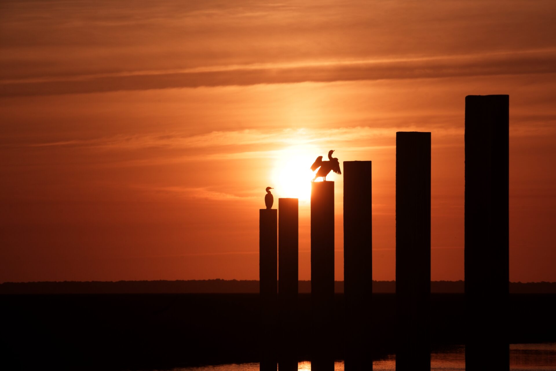 Silhouetted Birds at Sunset Over Water