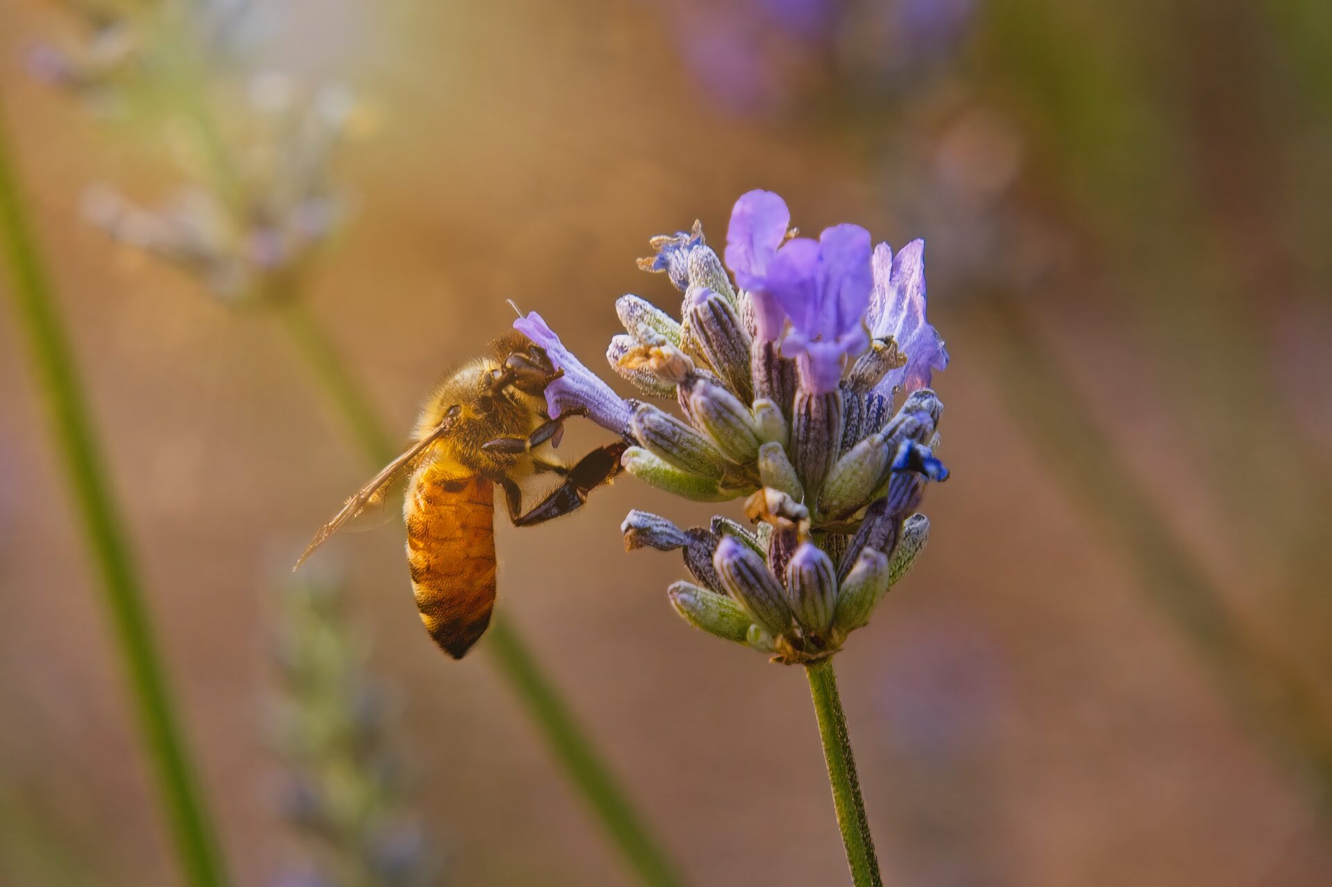 Golden Hour Forager