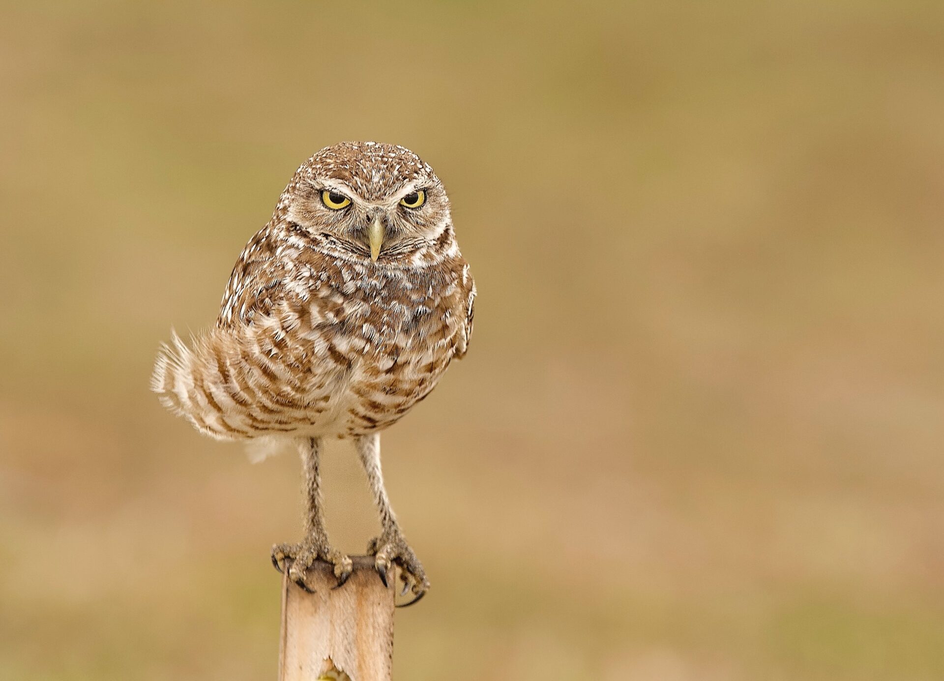 Perched Burrowing Owl by Daniel Nicolas