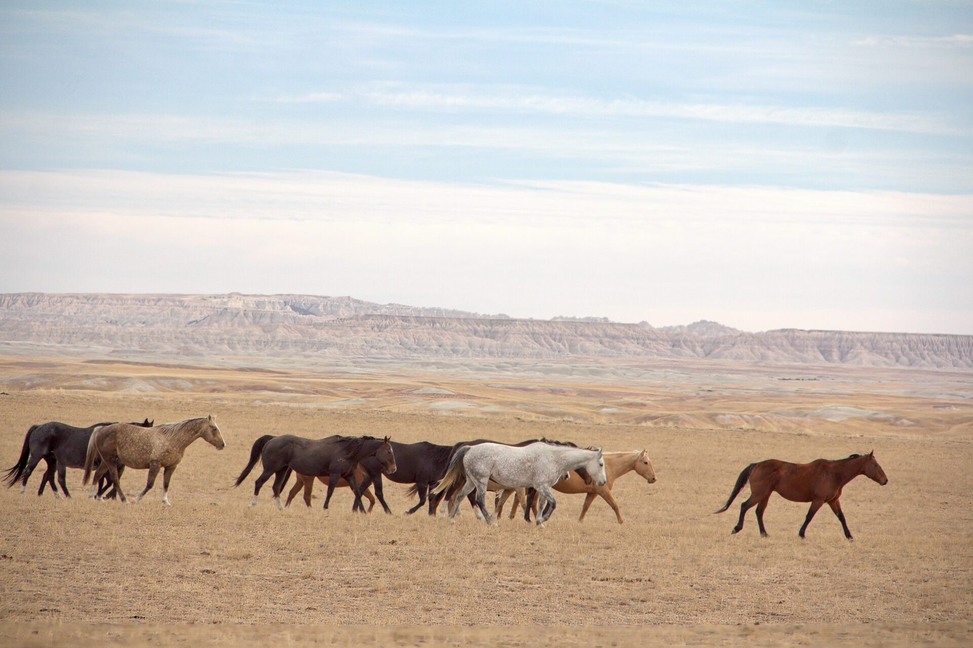 Horses on the prairie