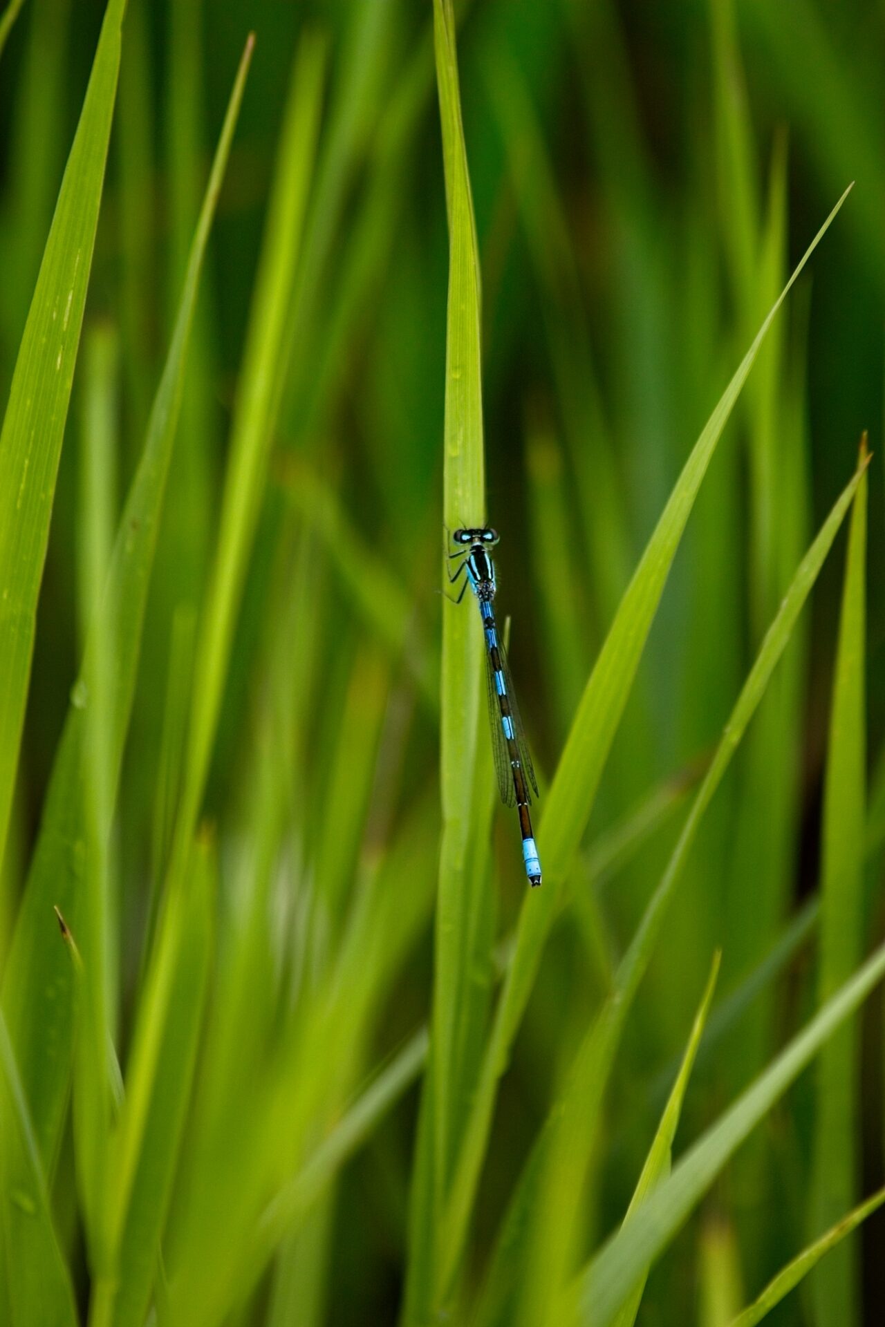 Blue Damselfly