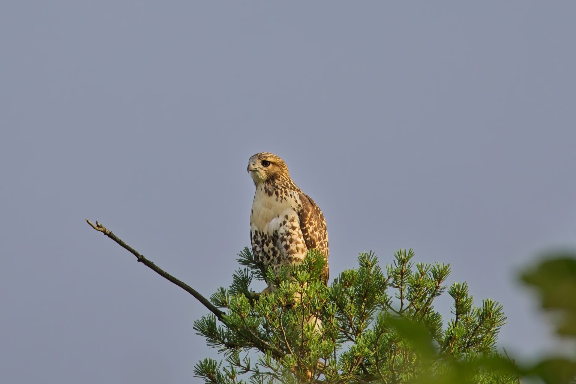It’s Lonely at the Top (of the Pine Tree)