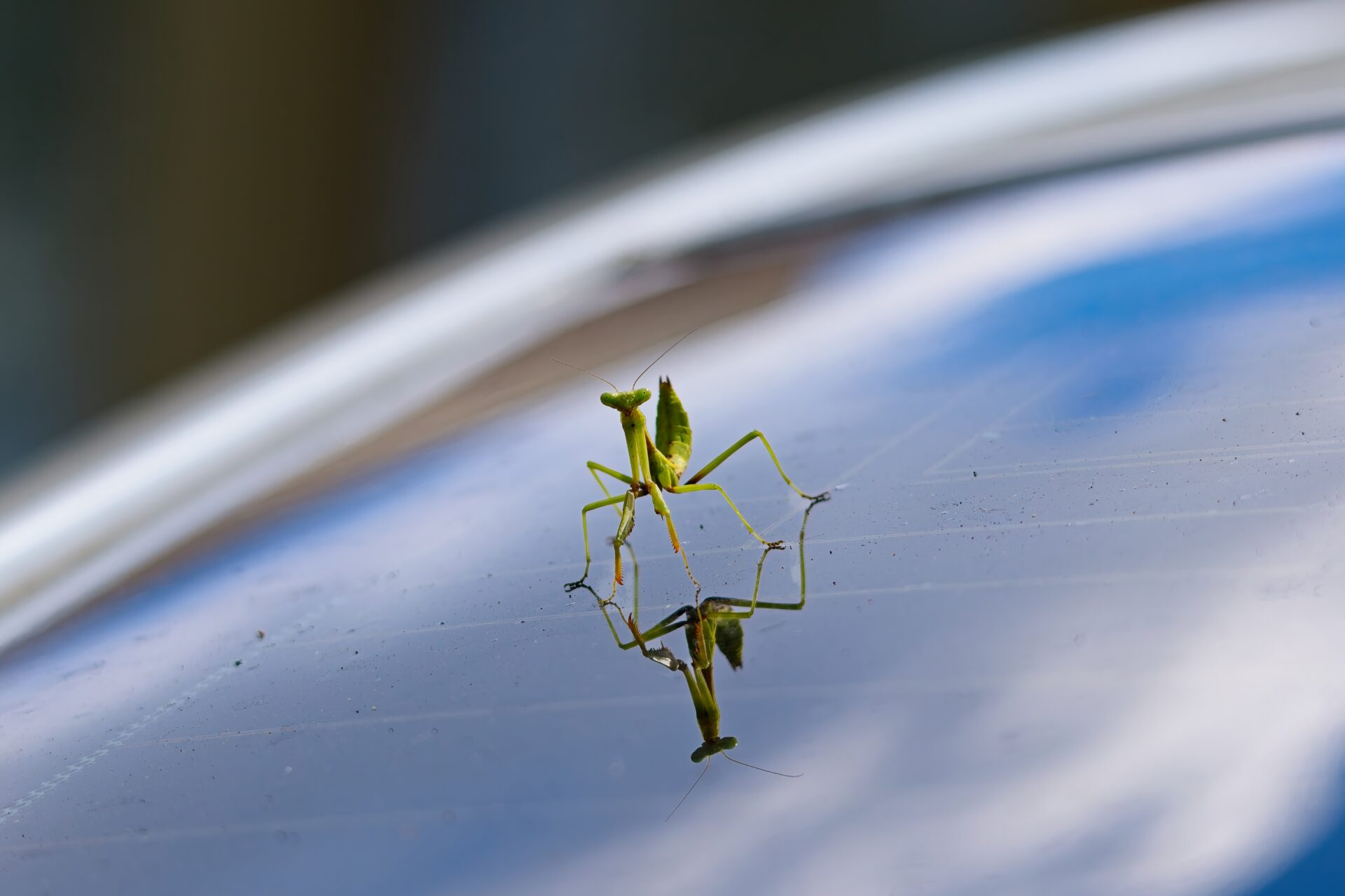 Hey! Bug! Get off of my car!