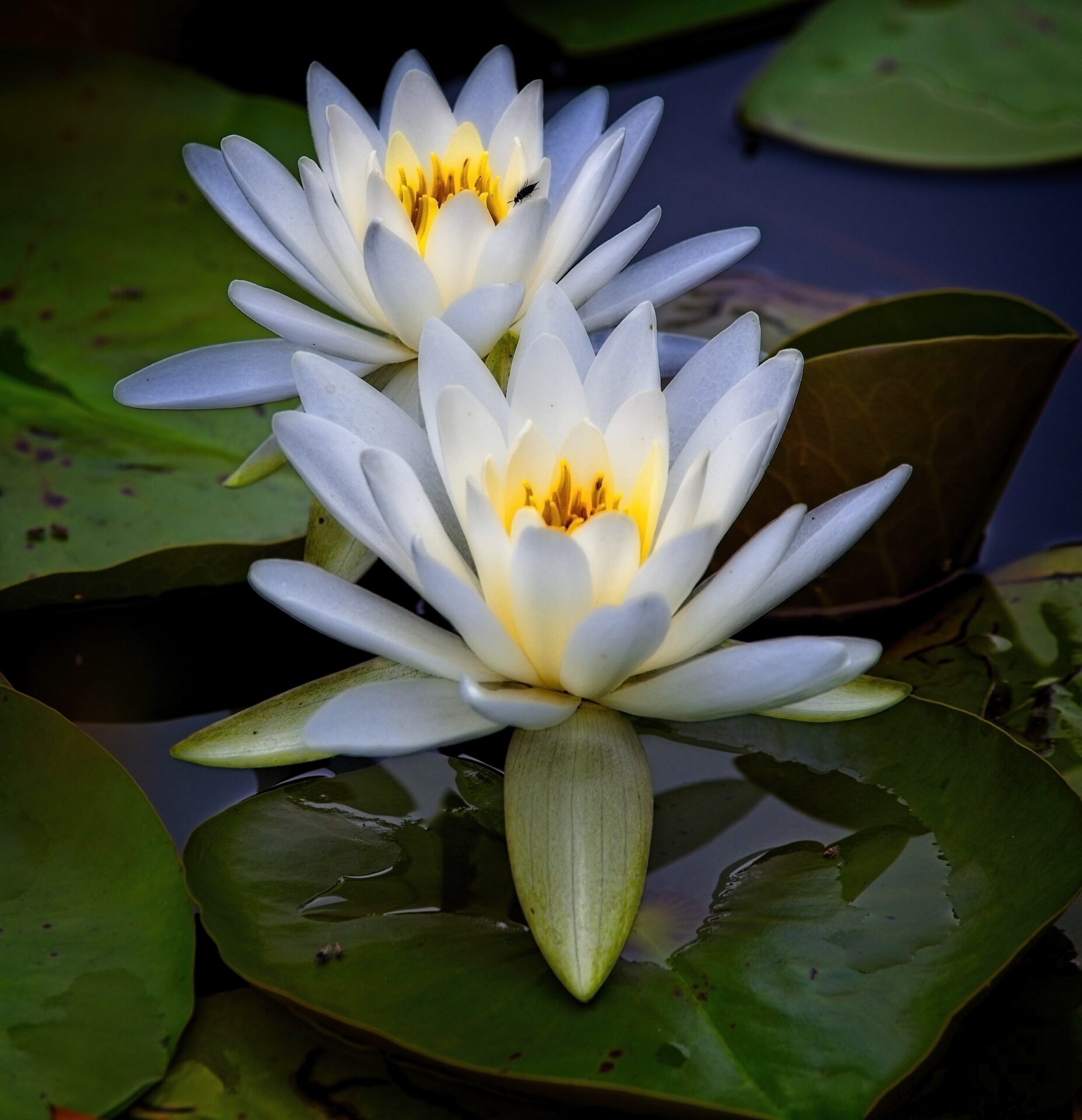 Lilies on the Pond