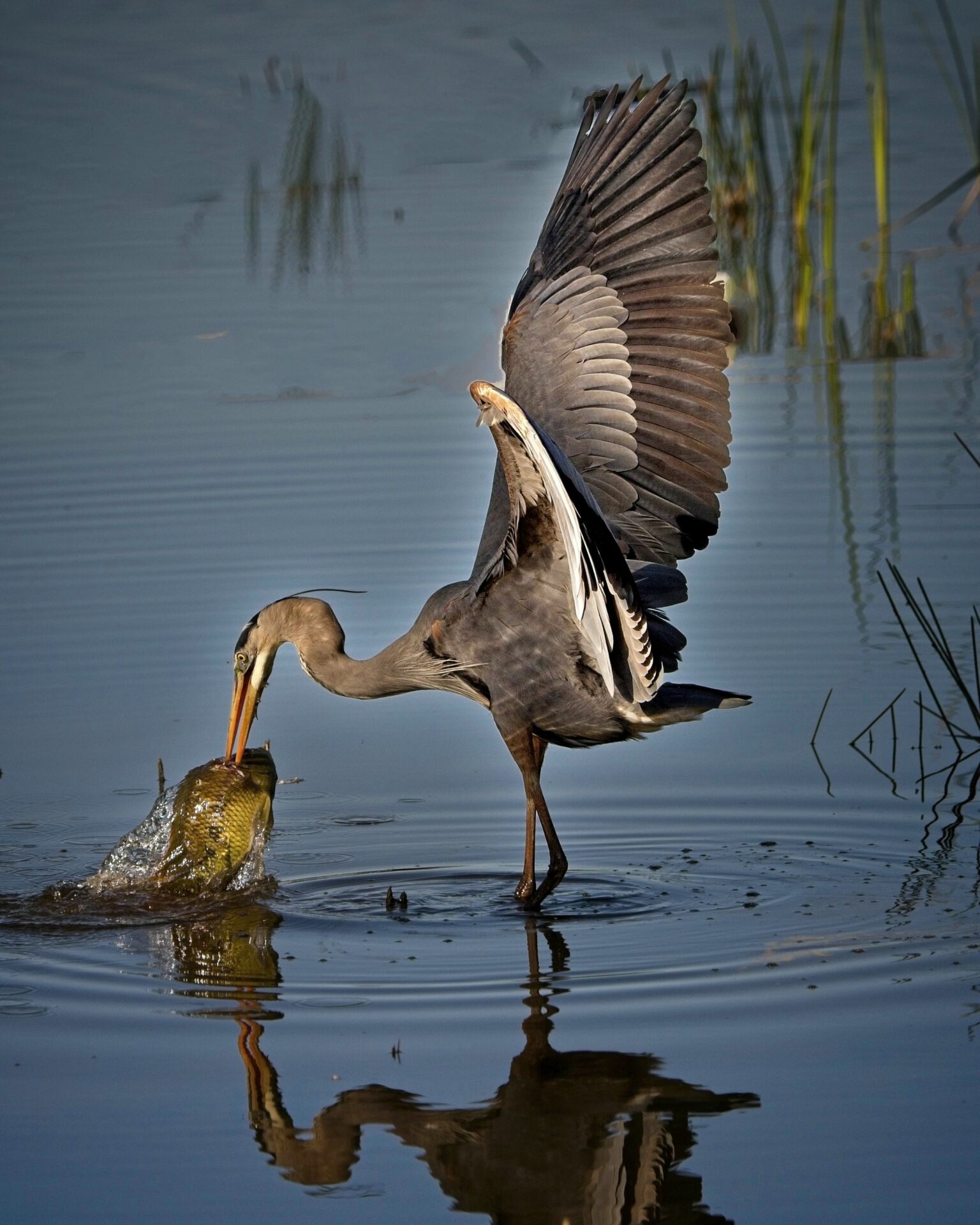 The Catch