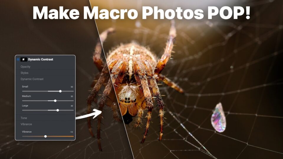 Macro spider photo enhanced with AI masking and Depth Lighting in ON1 Photo RAW 2026.4
