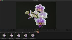Using Focus Stacking