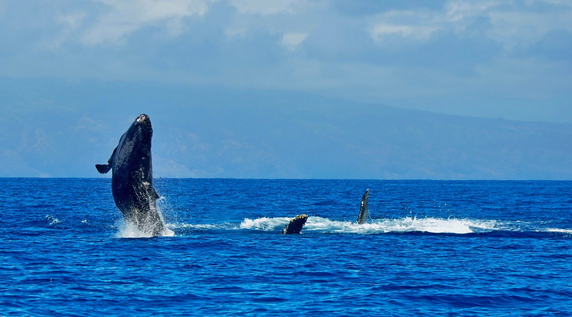 Baby Whale Showing Off For Mom