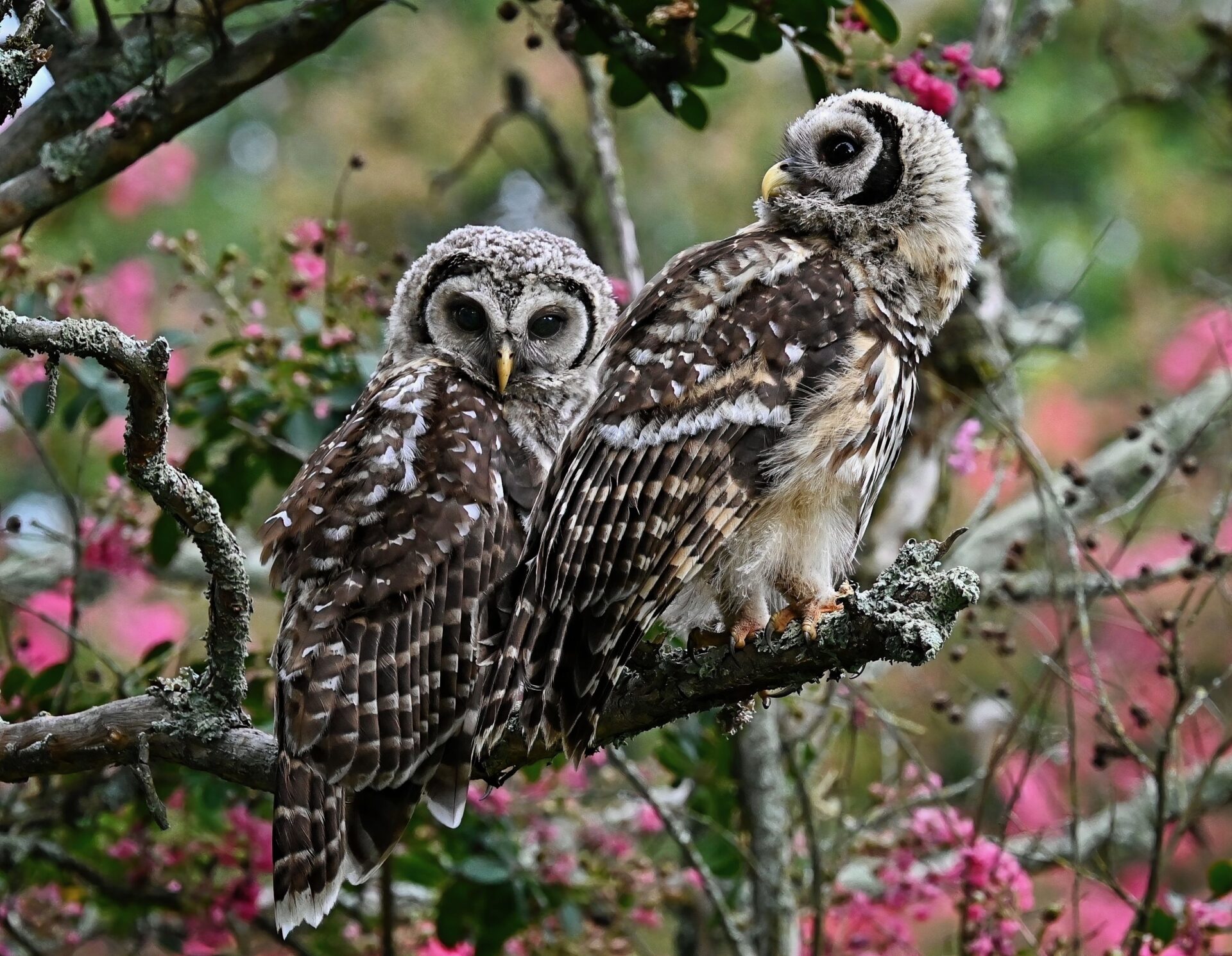 Young Barred Owls Perched on Crepe Myrtle