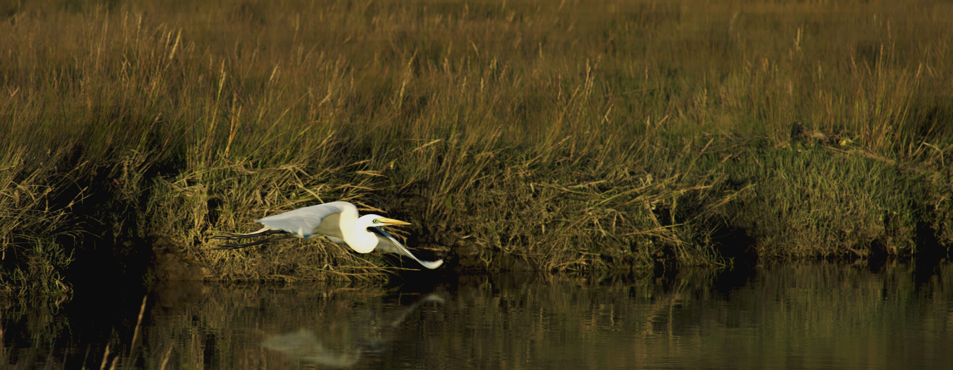 Spector on the Slough at Evening