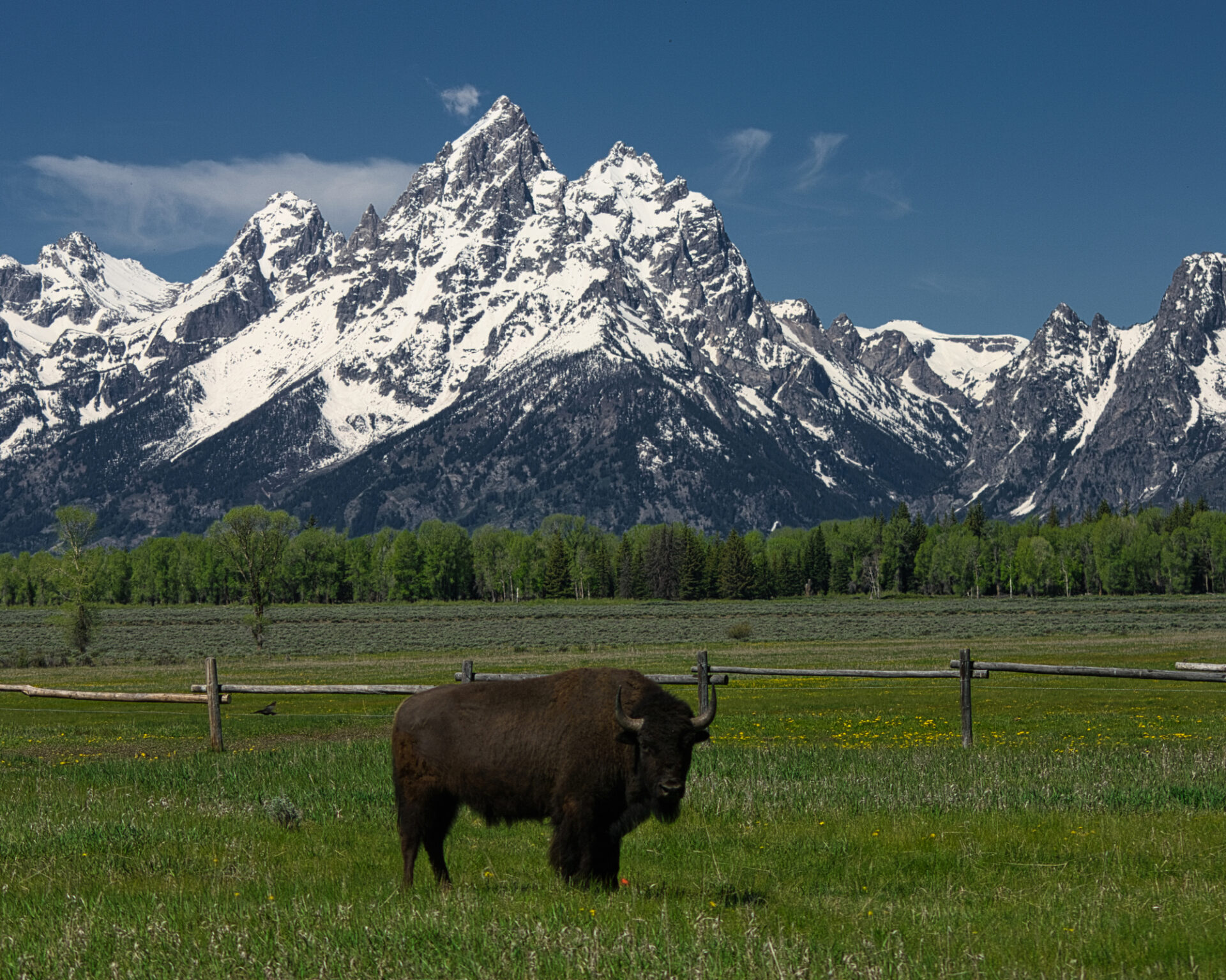 Land of Bison