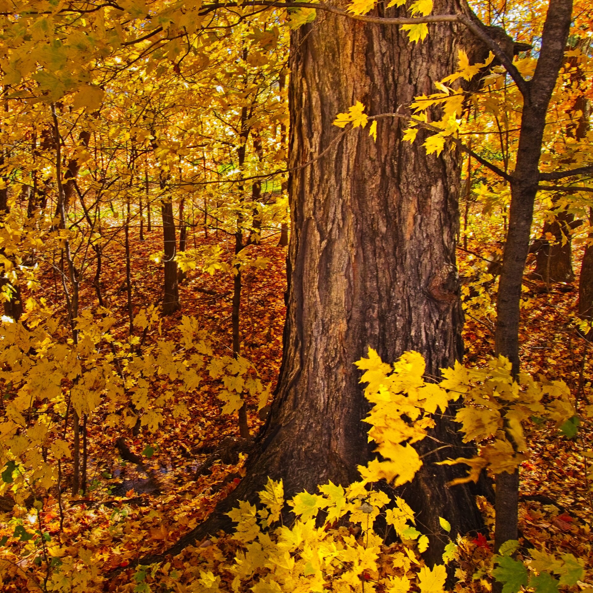 Old tree in golden forest
