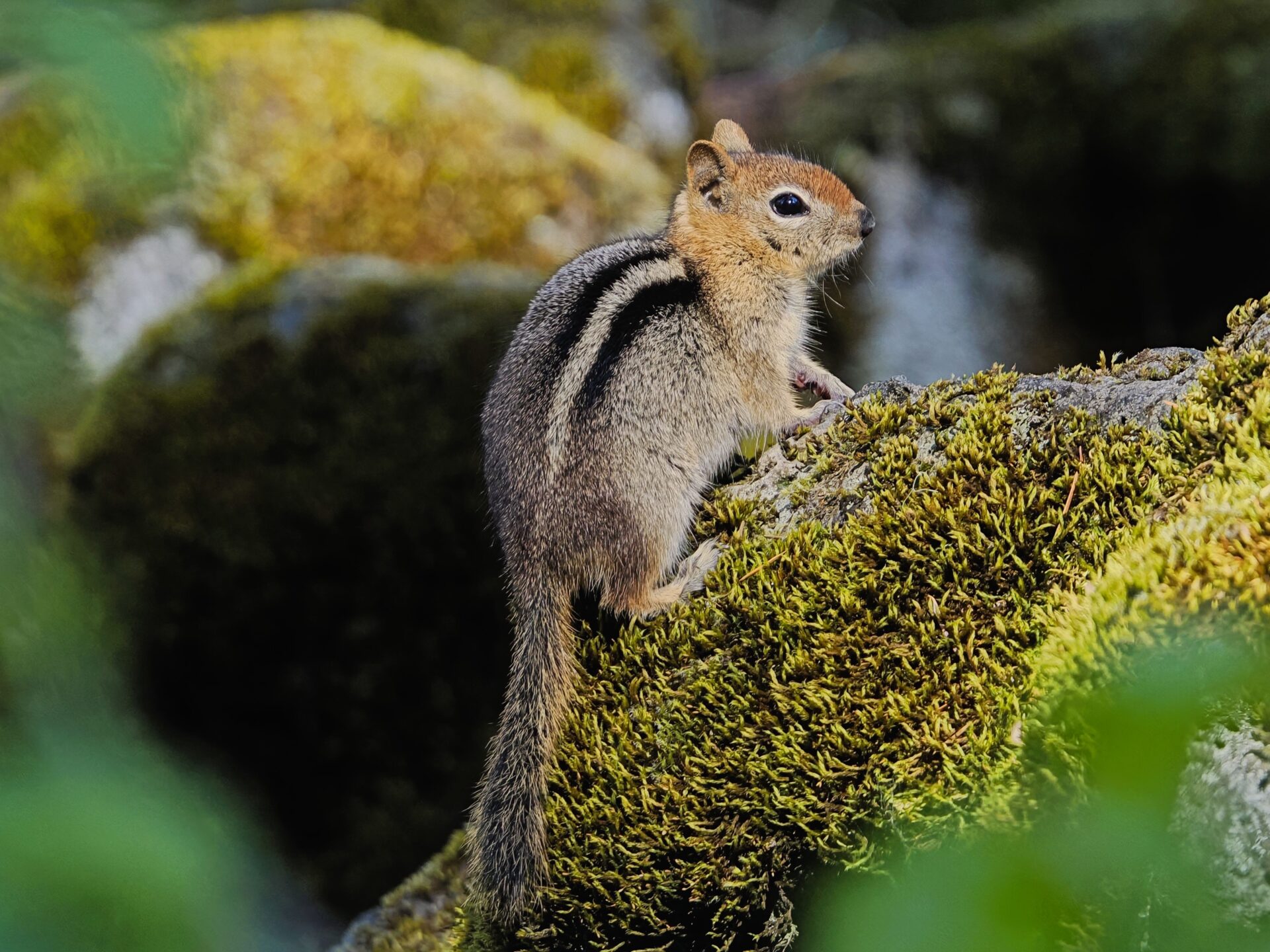 Golden Mantled Ground Squirrel