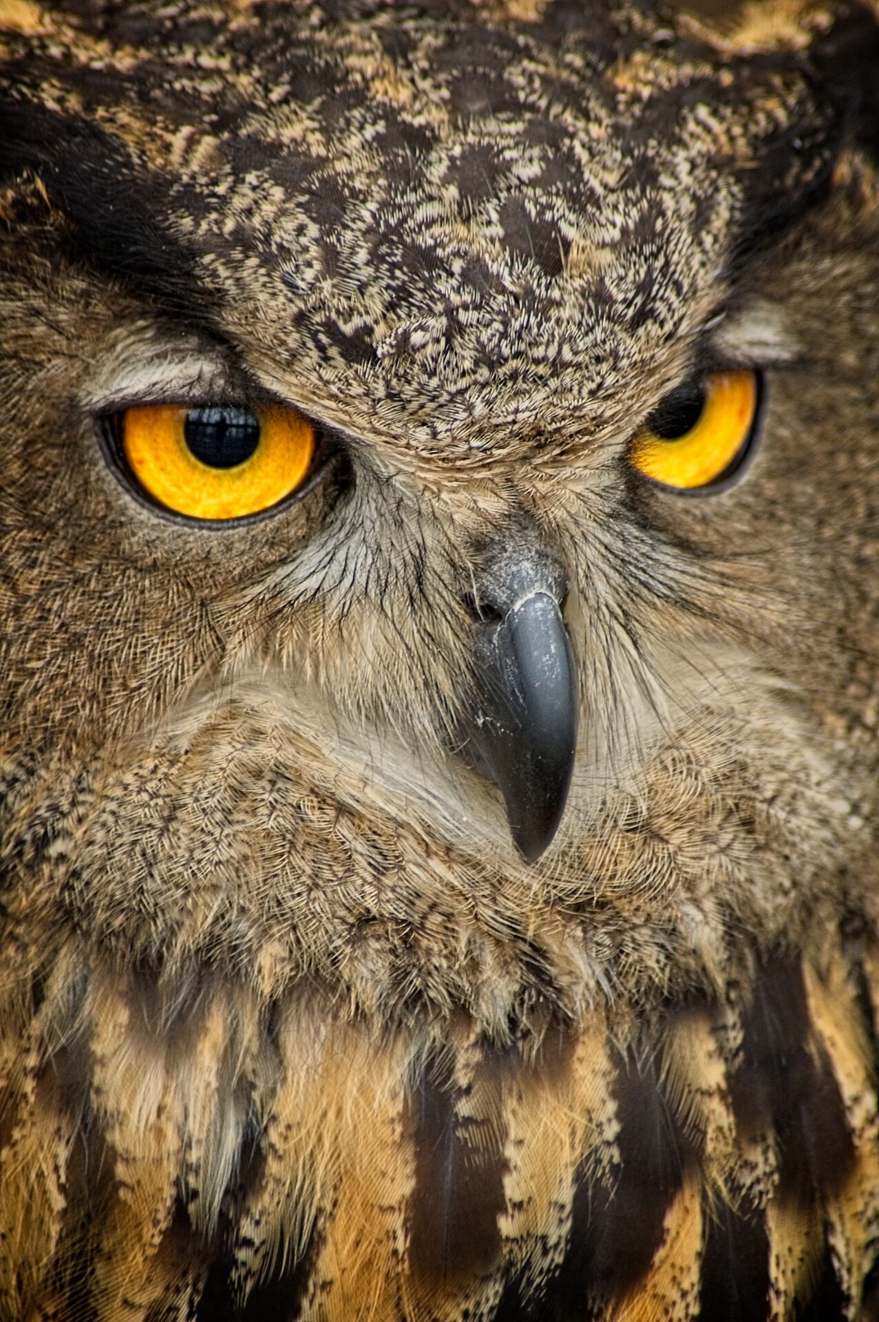 Watchful