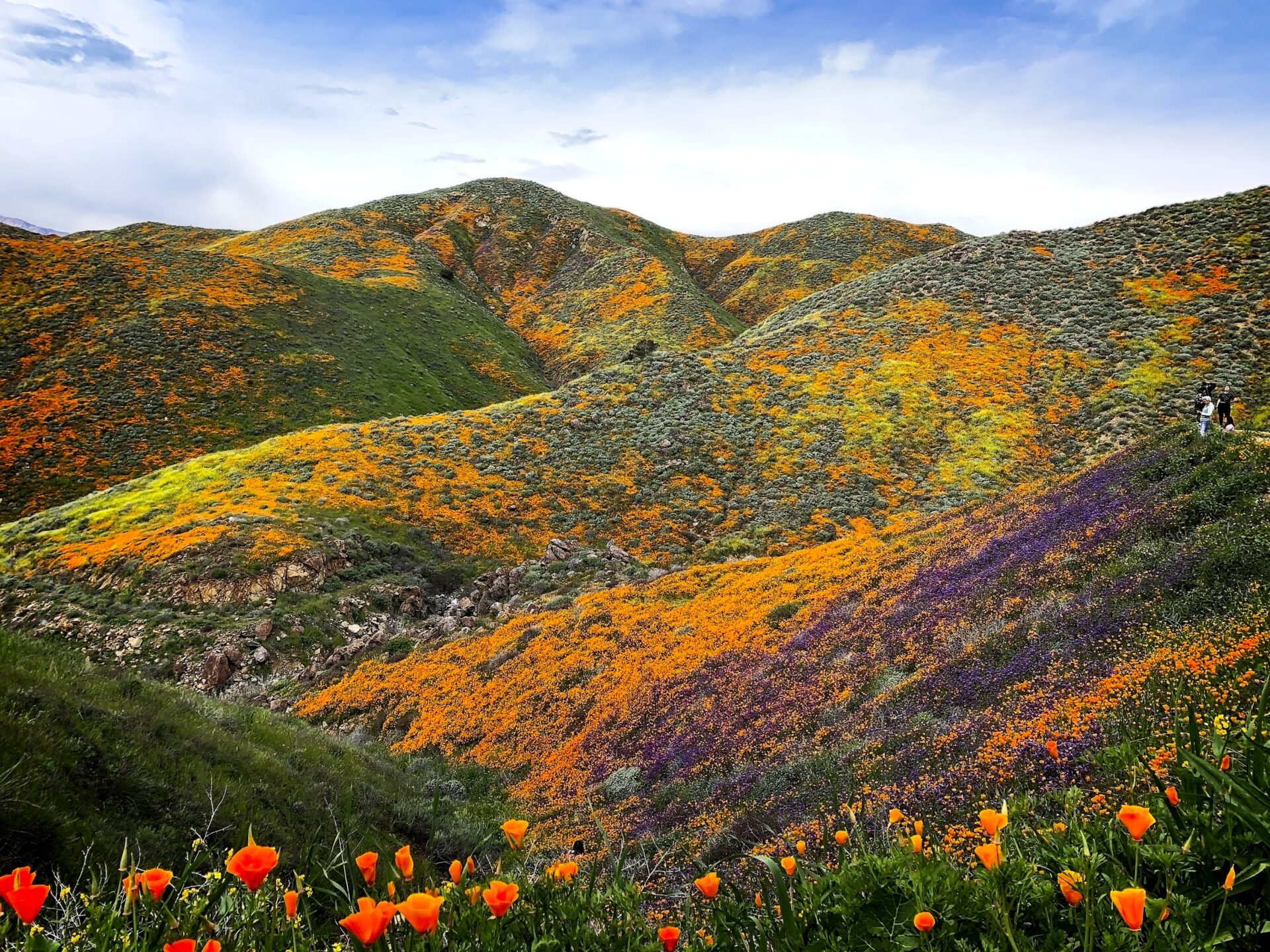 California Wildflowers