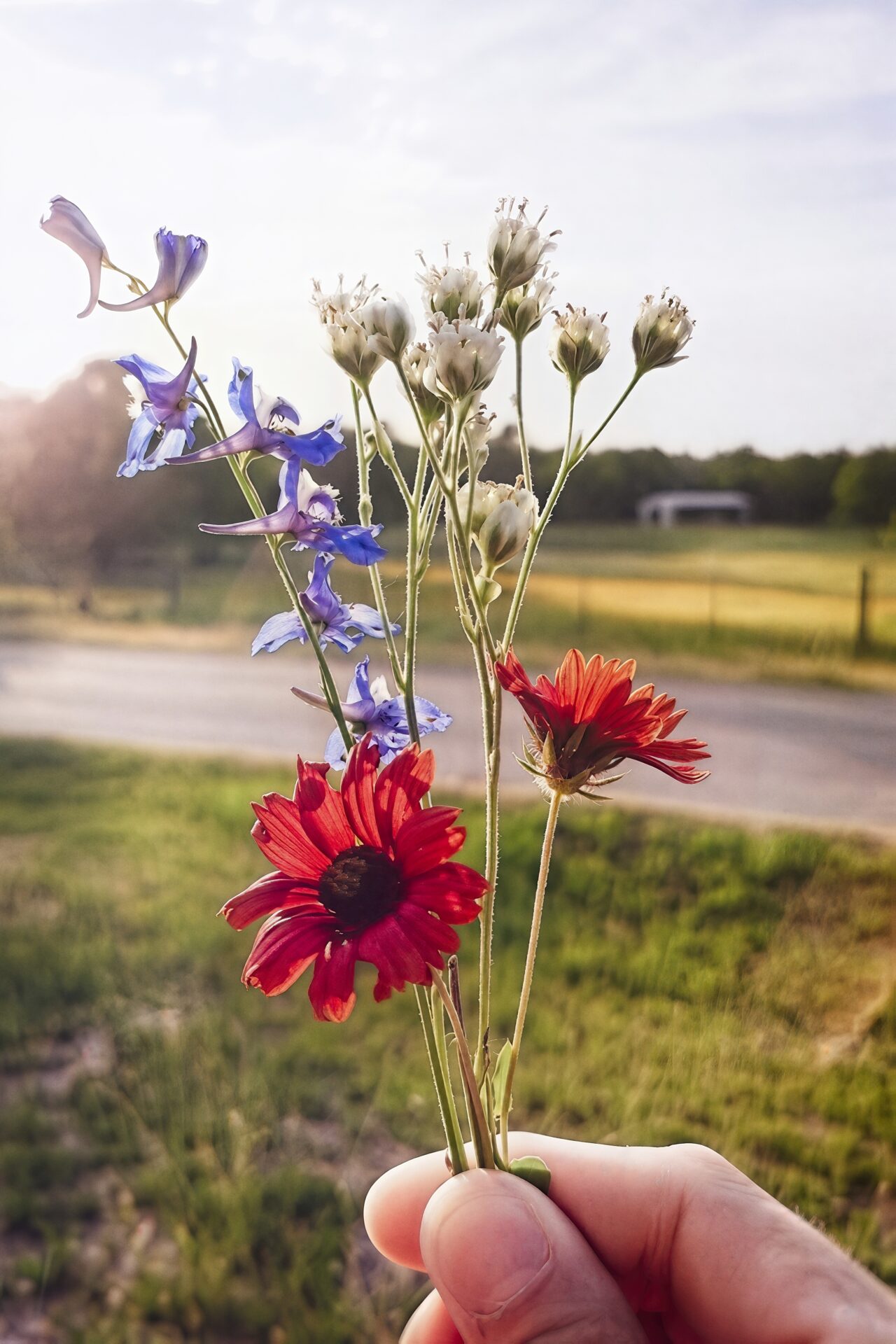 Texas Wildflowers: Red, White & Blue