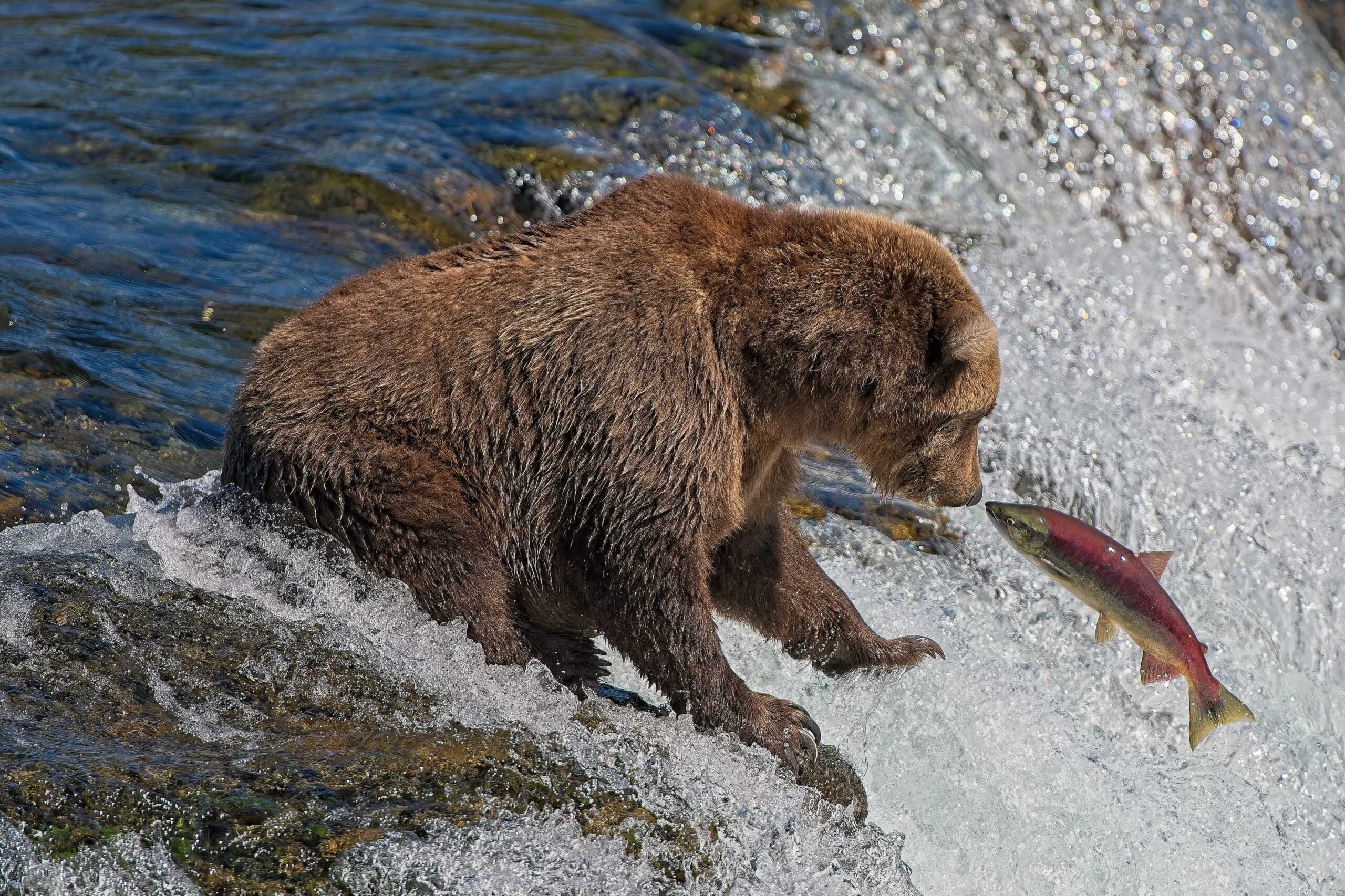 A grizzly bear at Brooks Falls in Katmai National Park, Alaska, catching a leaping salmon in mid-air.