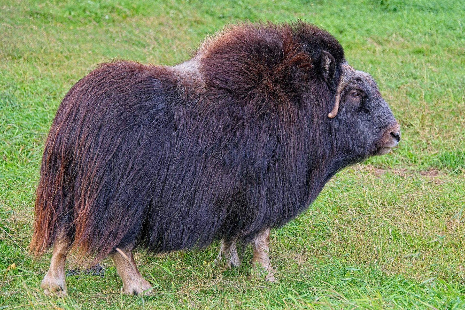 musk ox farm