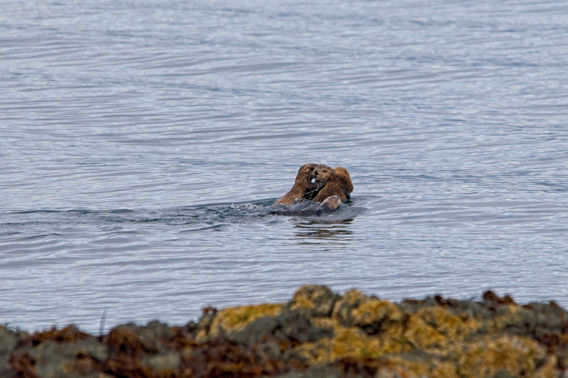 Sea otters in Alaska