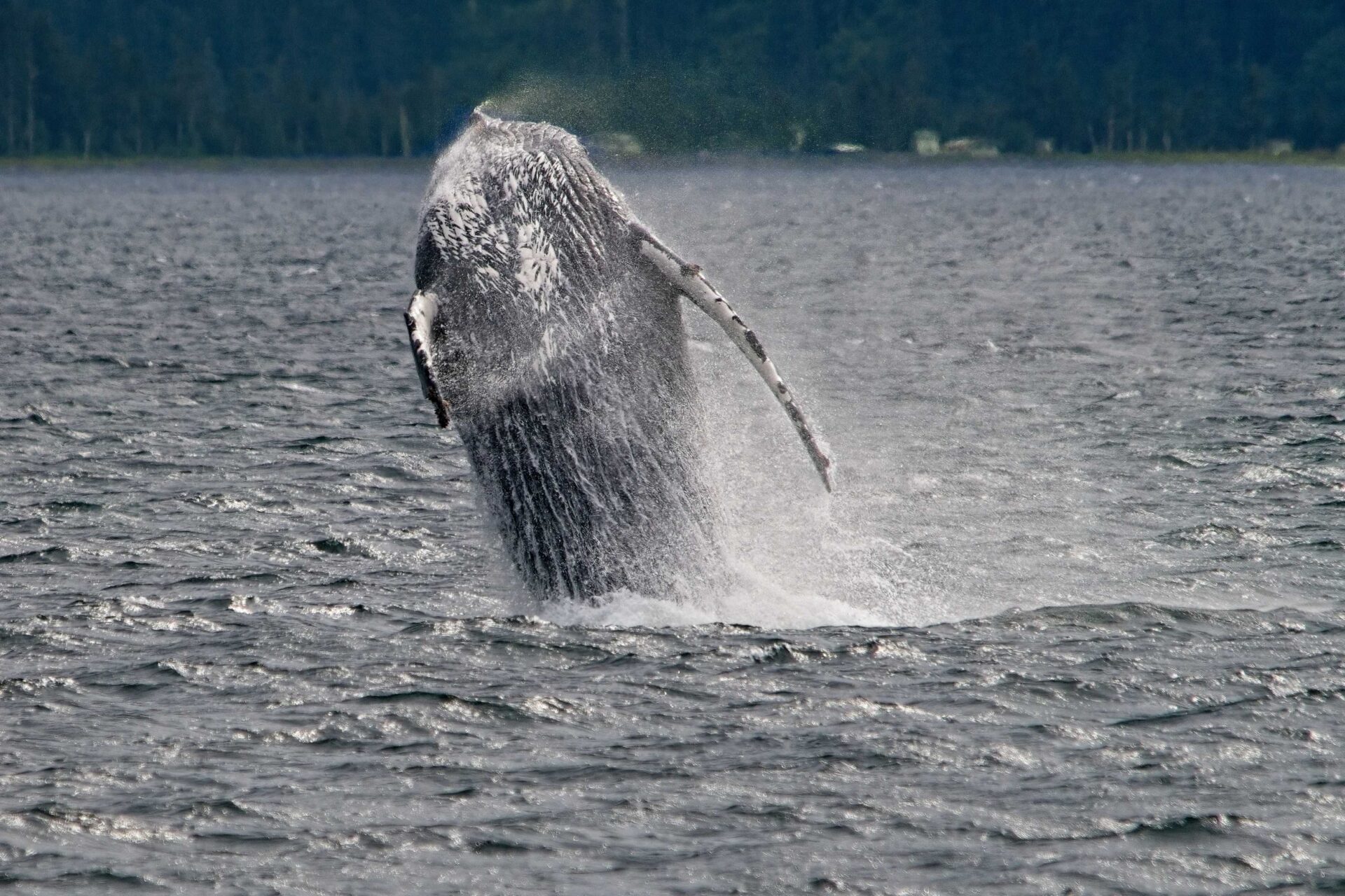 Humpback Whale in Alaska