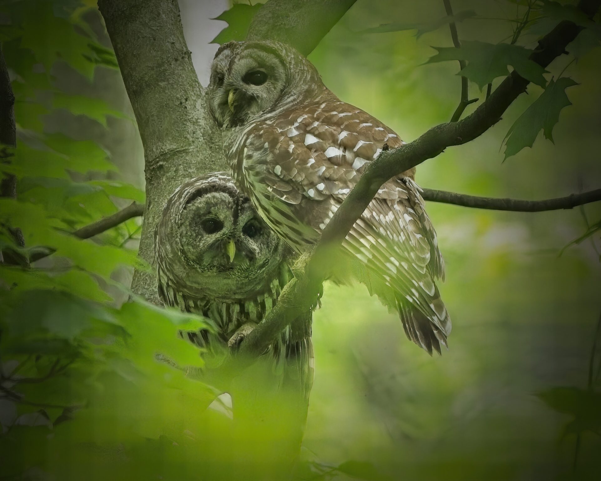 Barred Owls Nolde Forrest