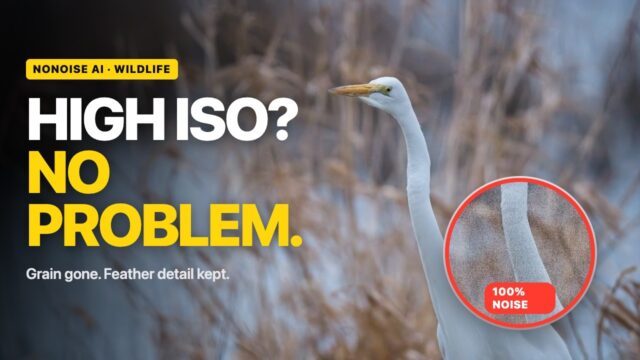 High ISO Wildlife Photos? Here’s the Fix in ON1 Photo RAW