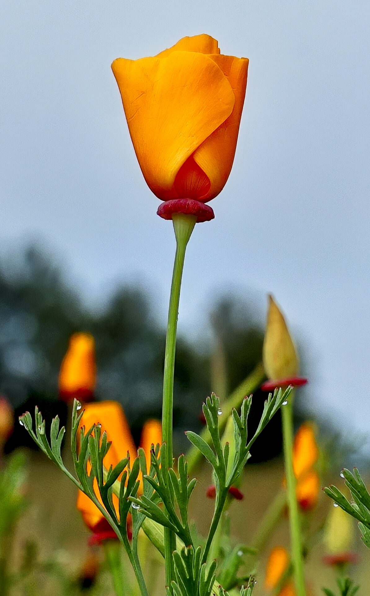 California State Flower, Poppy