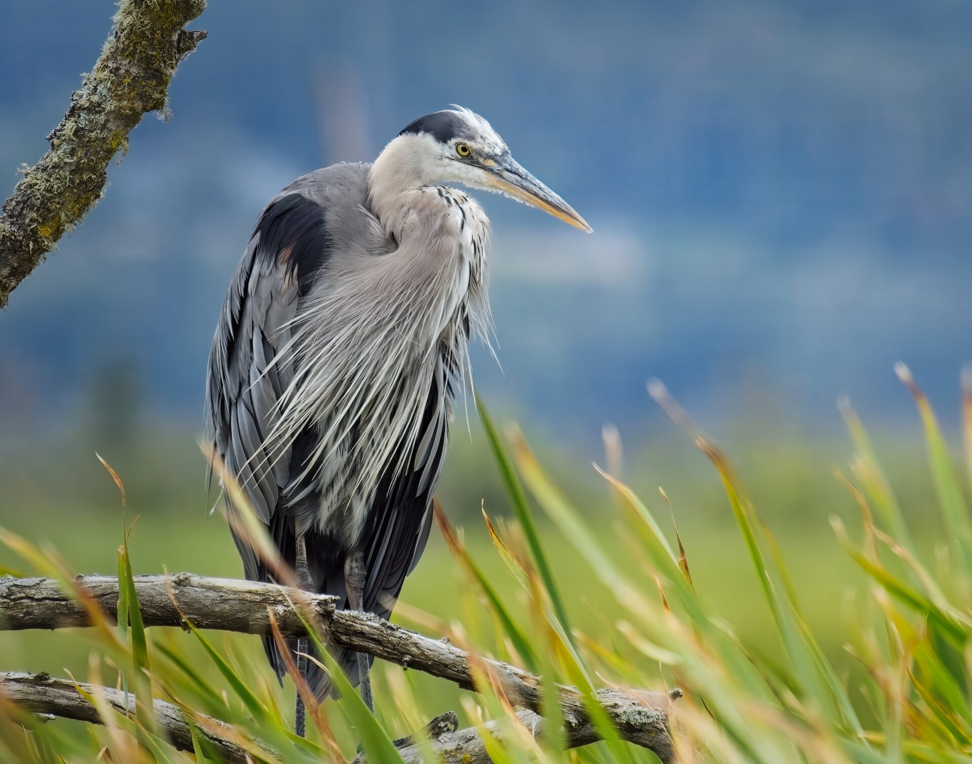 Perch Above The Wetlands