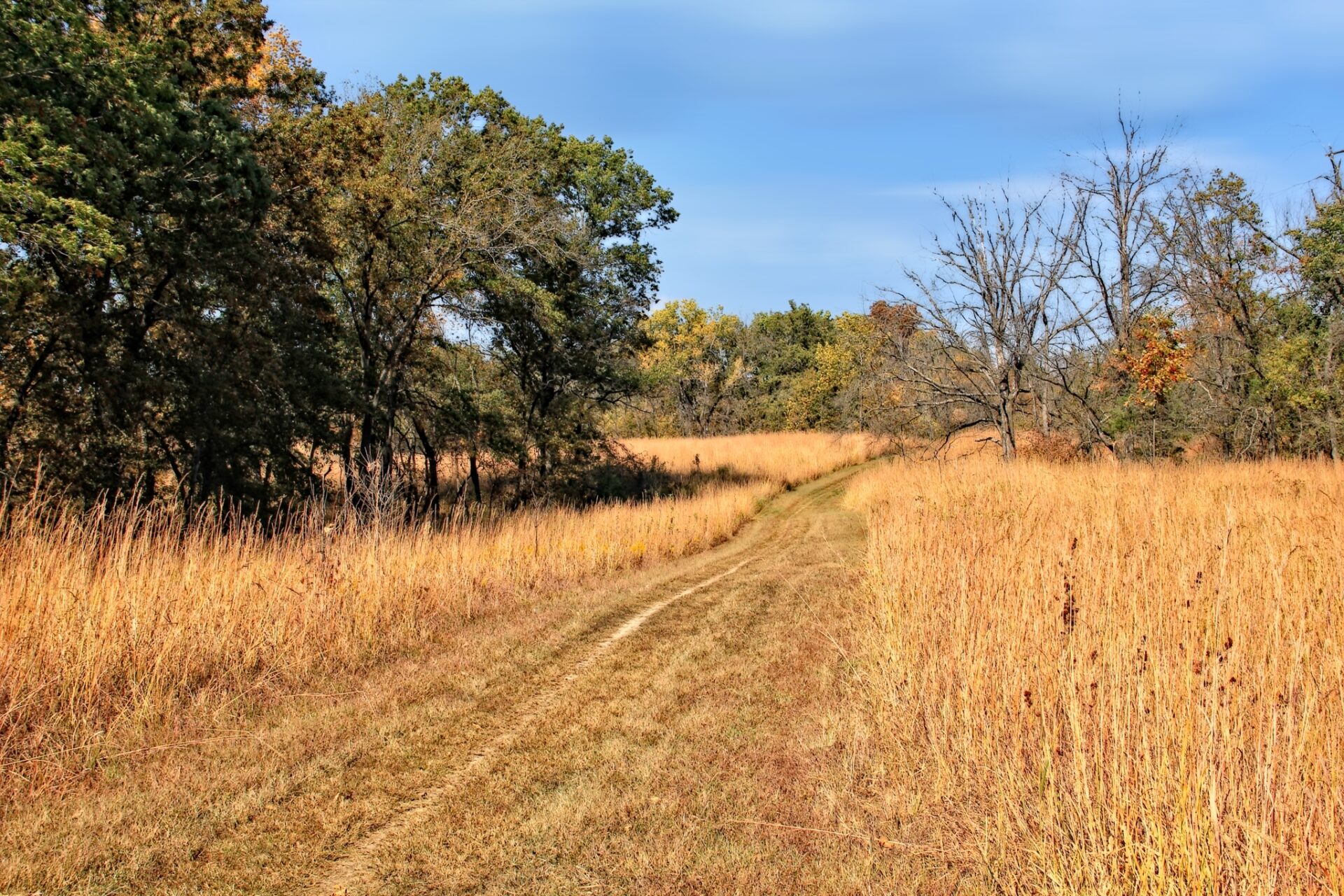 Grasslands